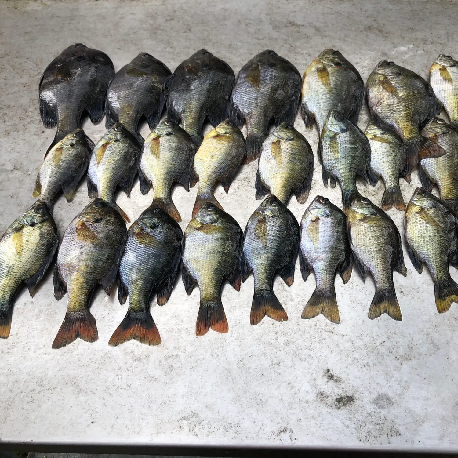 recently logged catches
