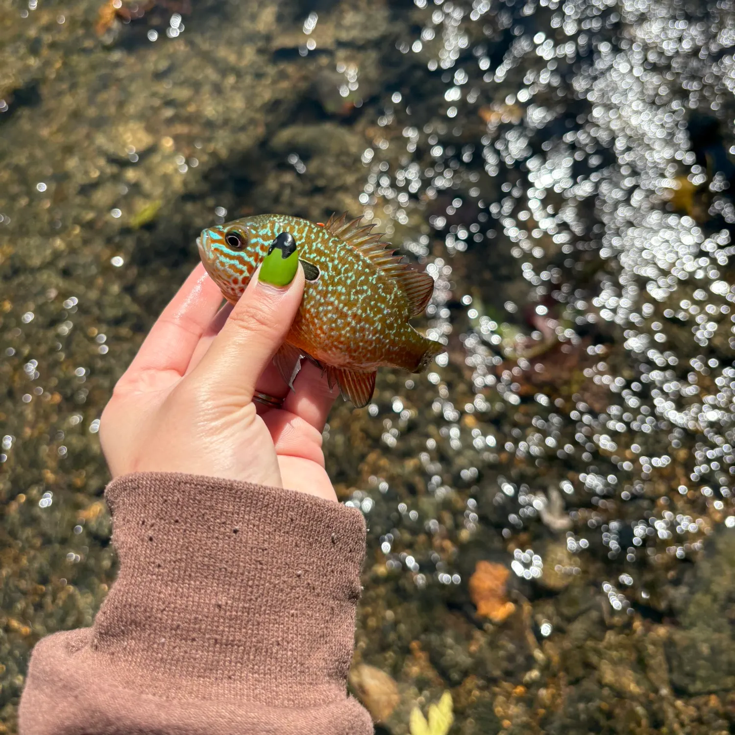 Longear sunfish caught on Fishbrain