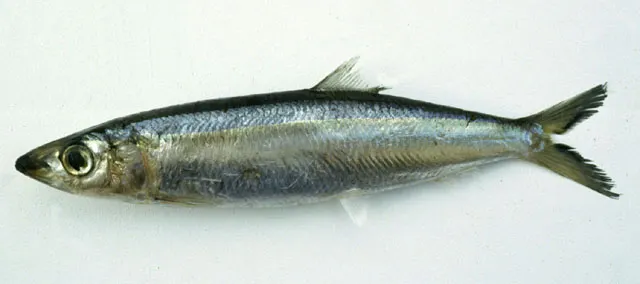 Slender rainbow sardine