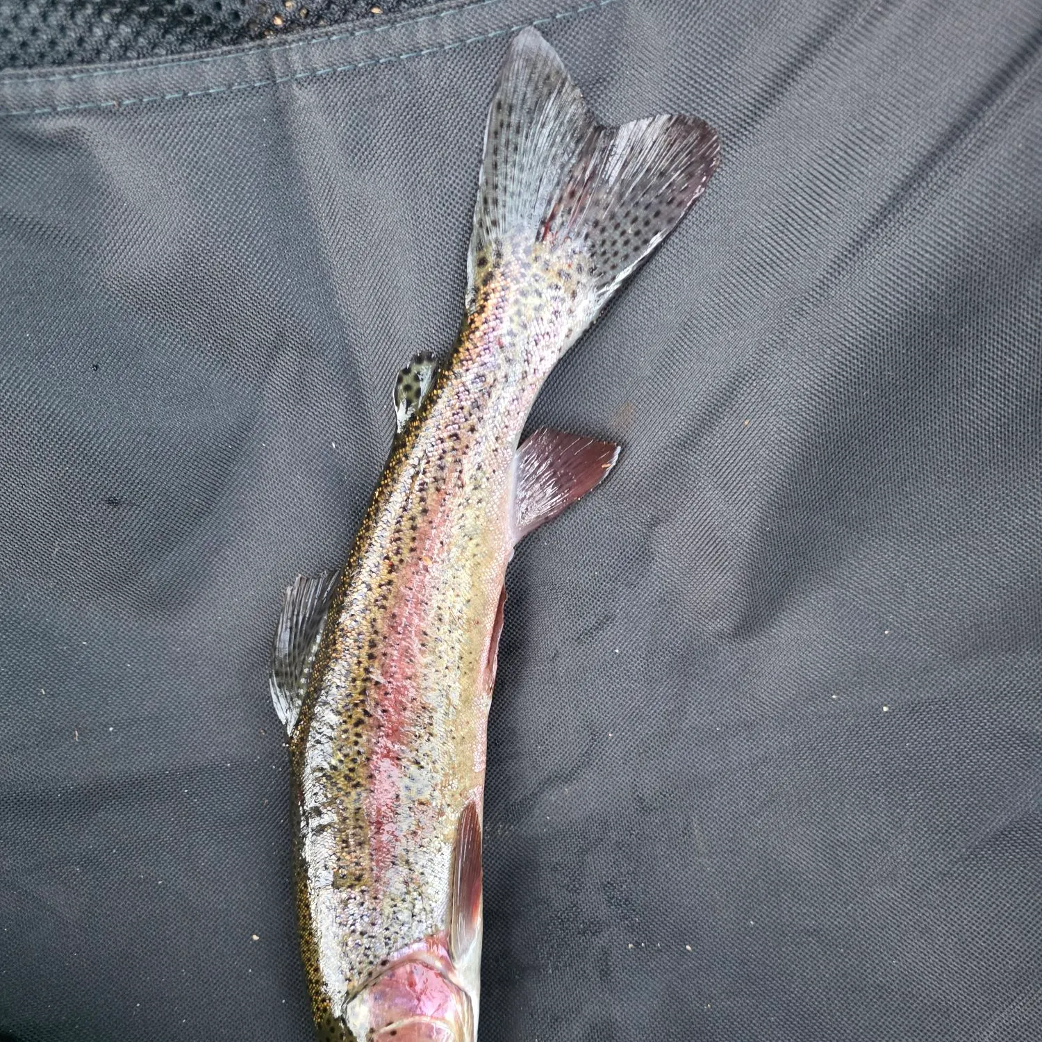 Rainbow trout caught on Fishbrain