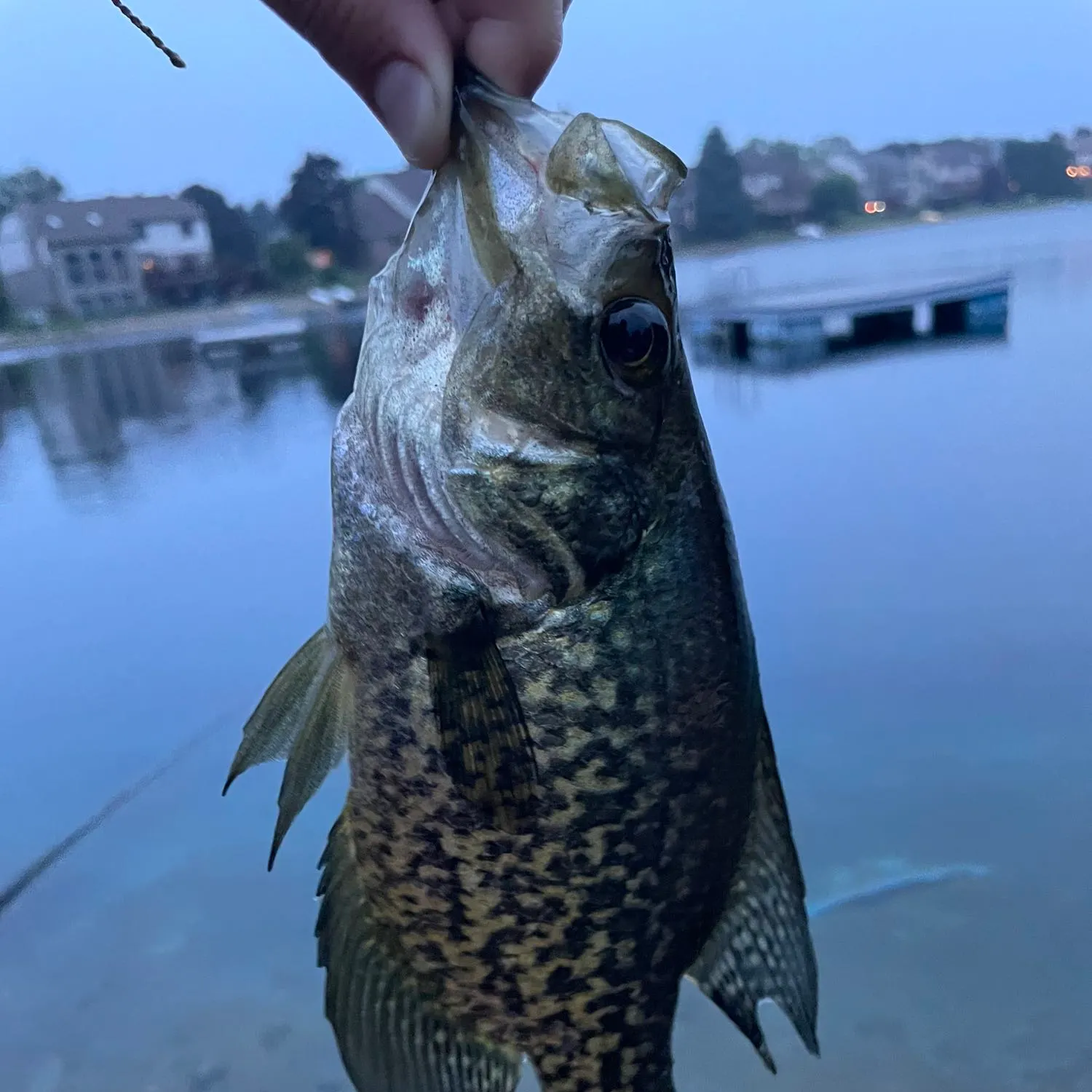 Black crappie caught on Fishbrain