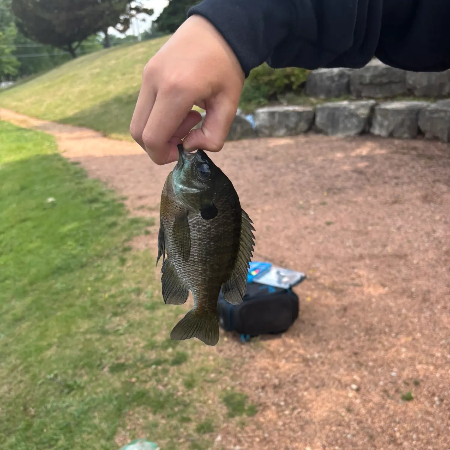 Bluegill caught on Fishbrain
