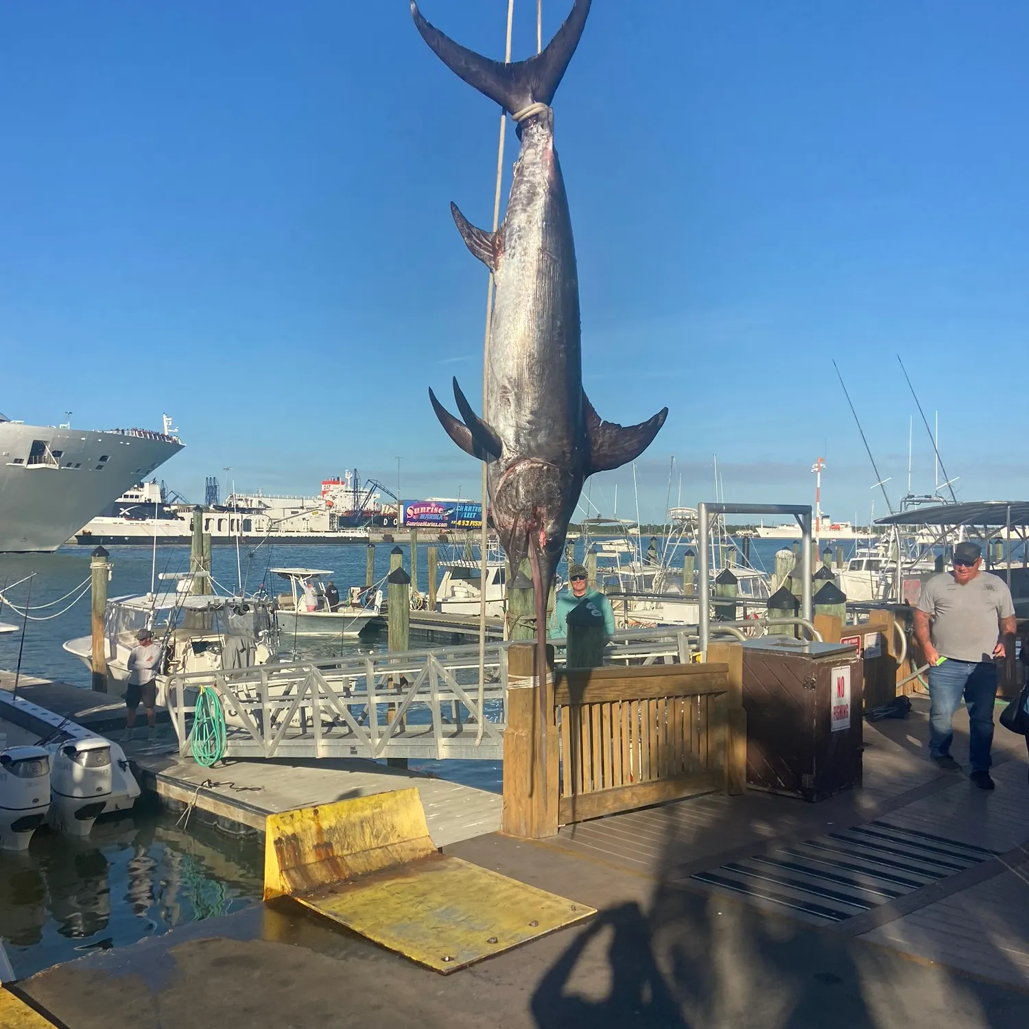 The most recent Swordfish catches on Fishbrain