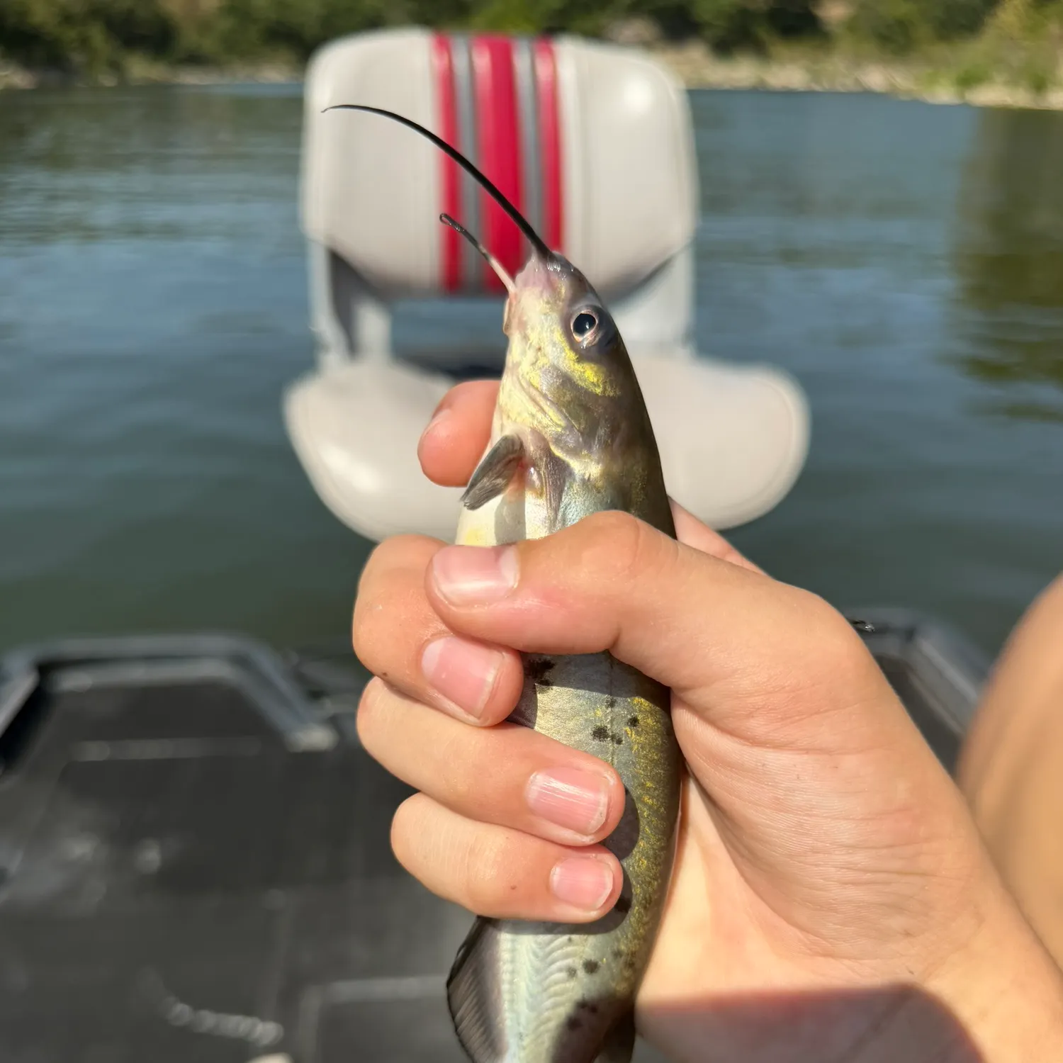 Channel catfish caught on Fishbrain