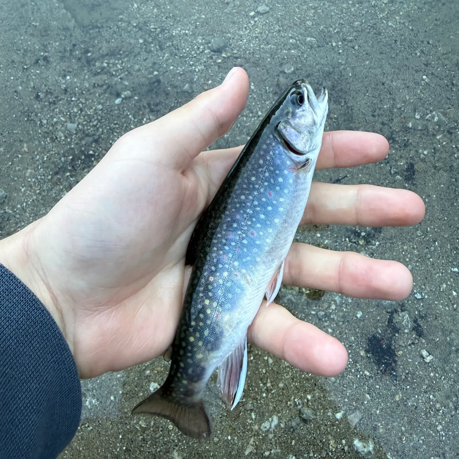 Brook trout caught on Fishbrain