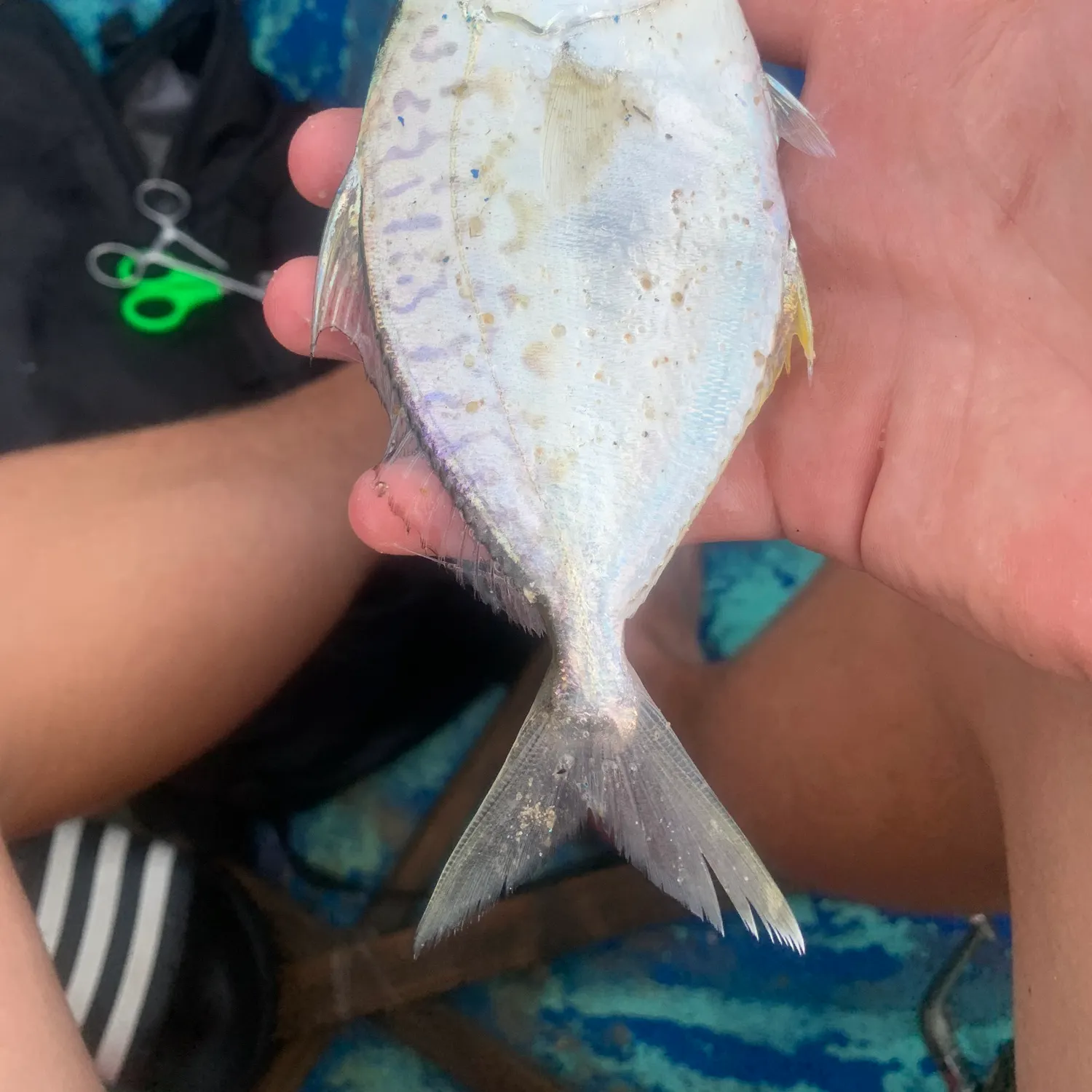 The most recent Striped ponyfish catches on Fishbrain