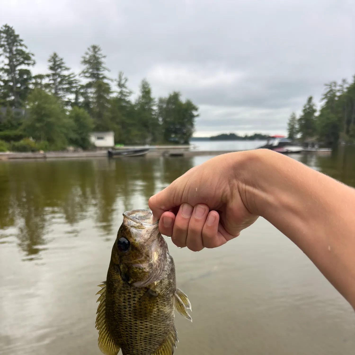 Rock bass caught on Fishbrain