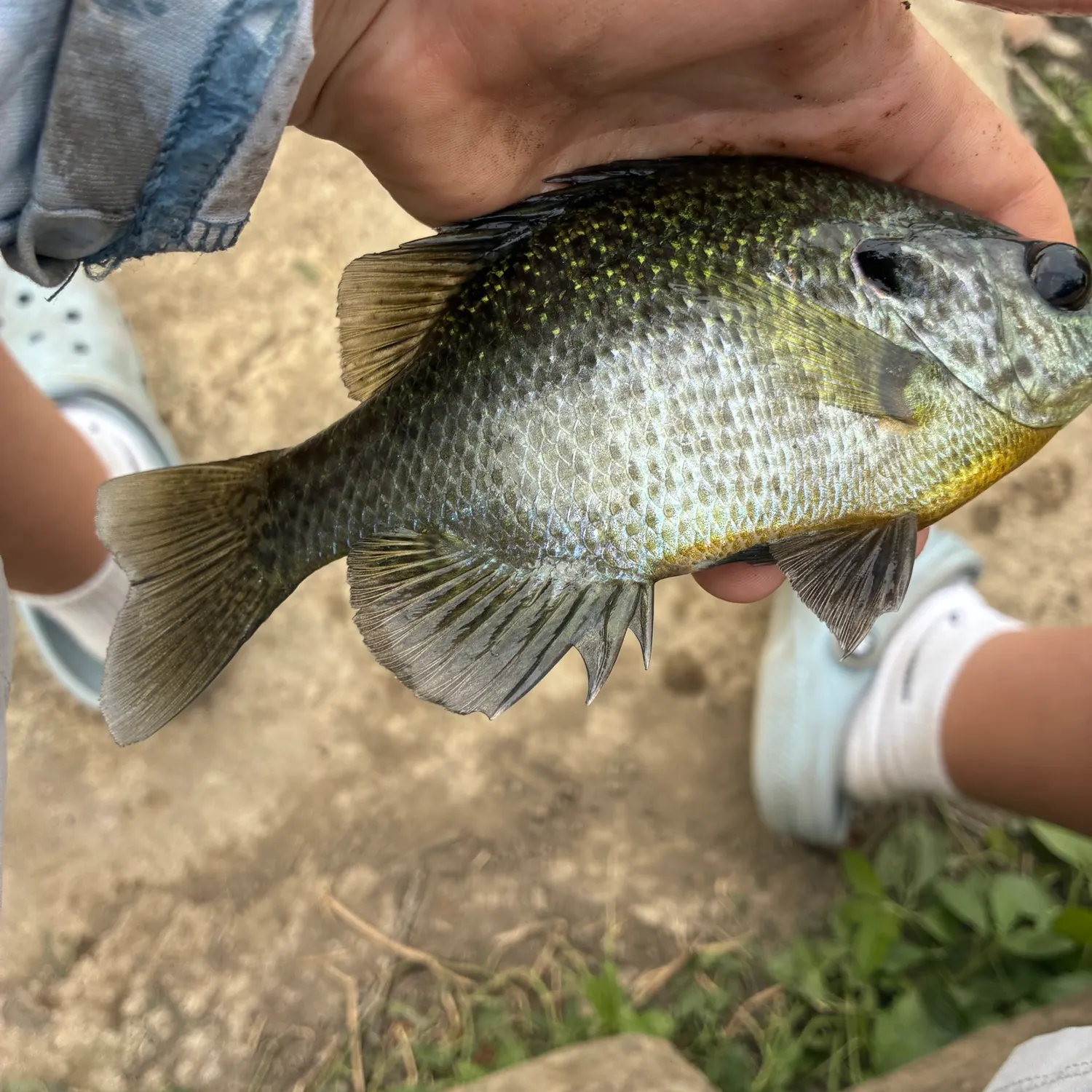 Bluegill caught on Fishbrain