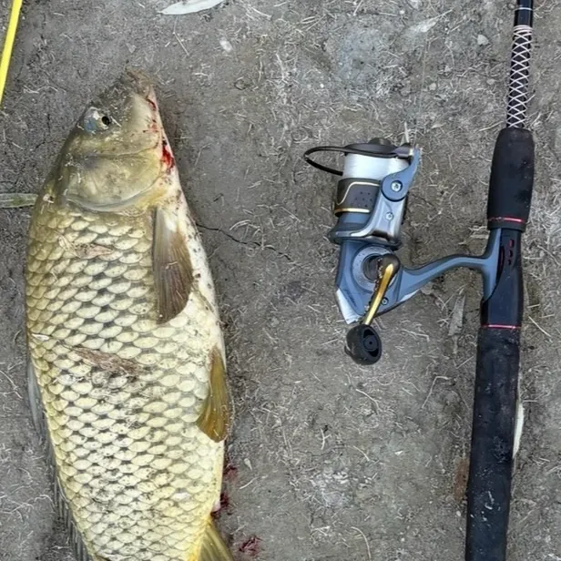 Common carp caught on Fishbrain