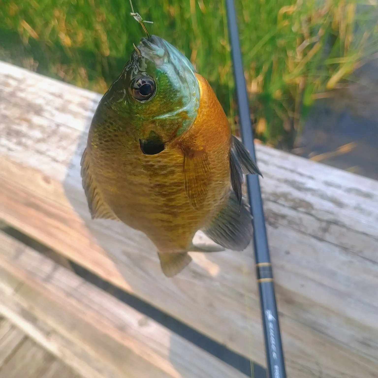 Bluegill caught on Fishbrain