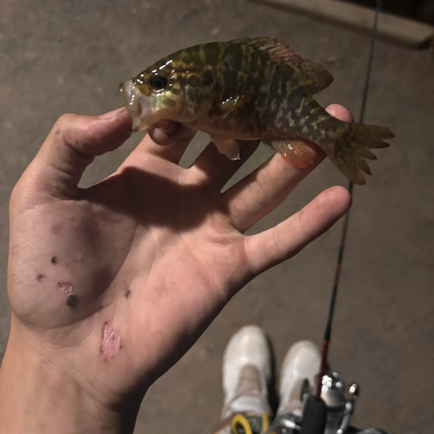 catch