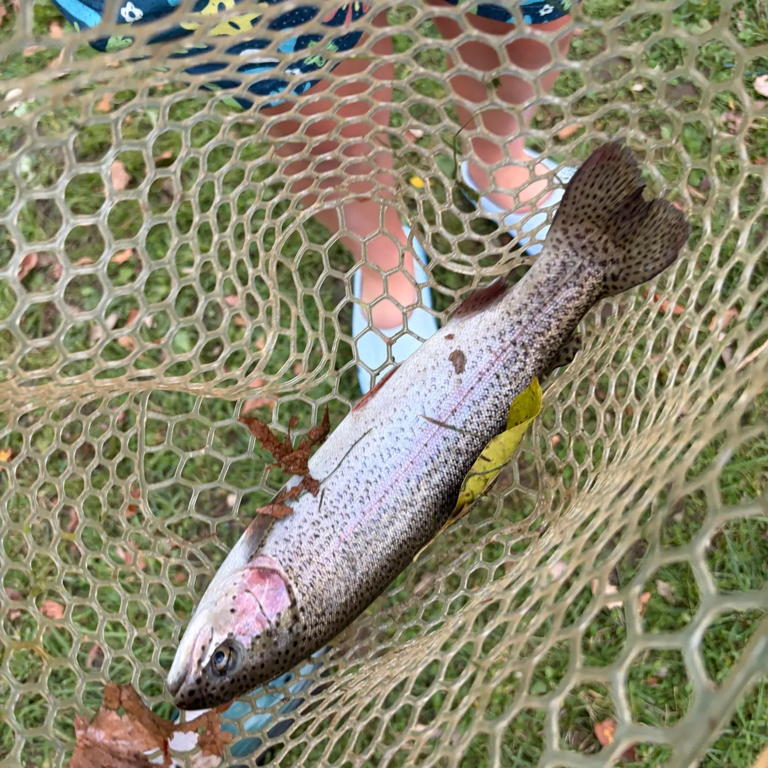 Fish caught on Fishbrain