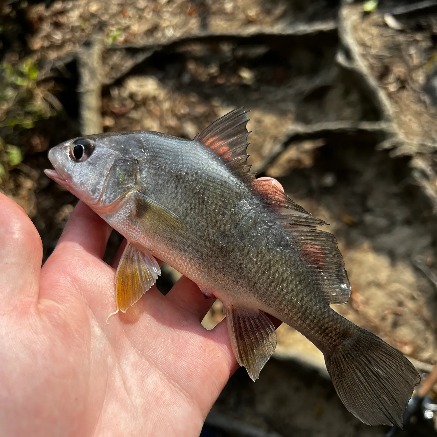 Freshwater drum caught on Fishbrain