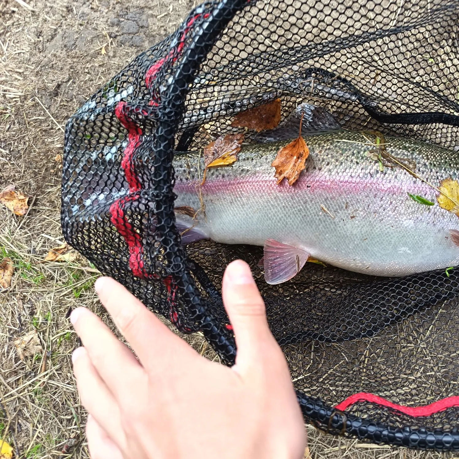 Rainbow trout caught on Fishbrain