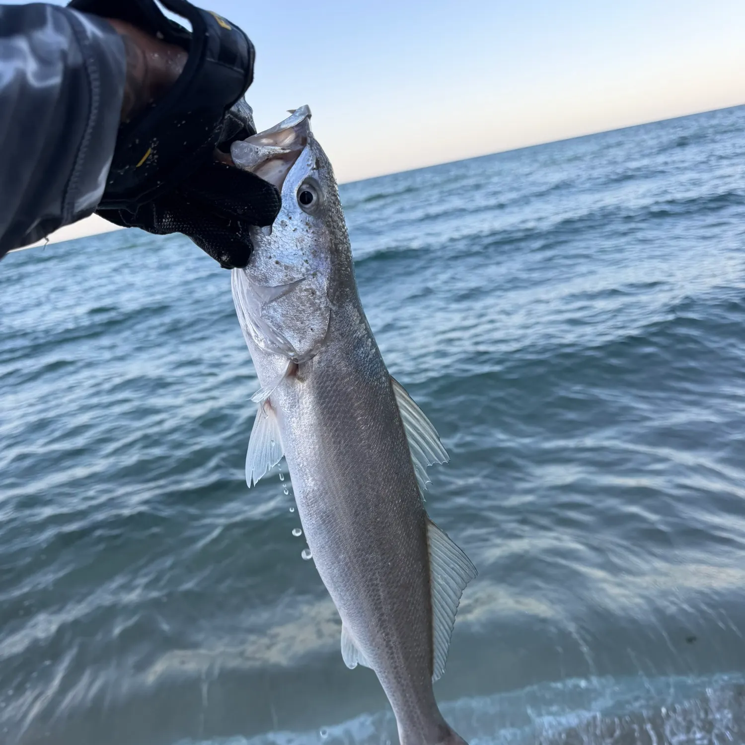 The most recent Orangemouth weakfish catches on Fishbrain