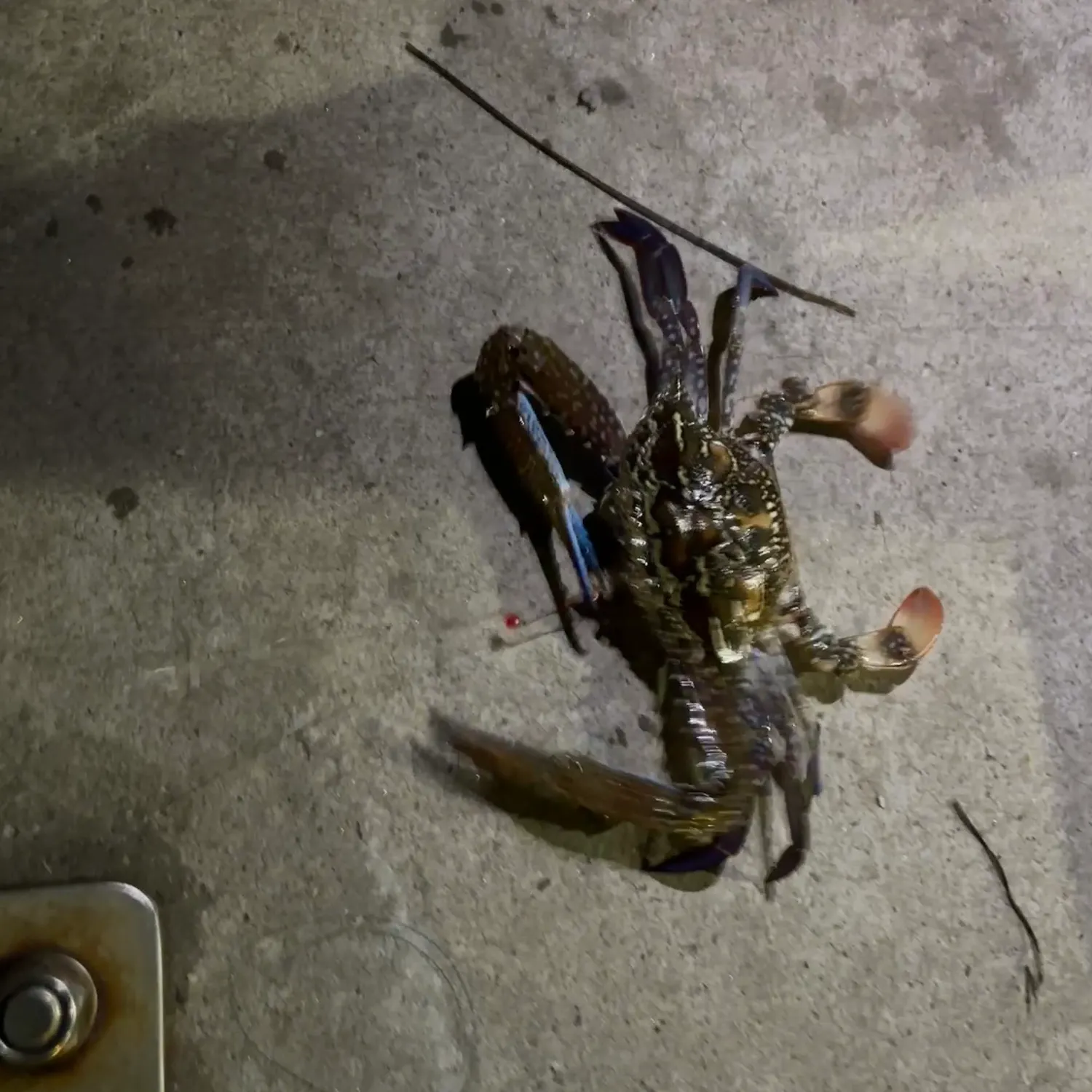 The most recent Blue swimmer crab catches on Fishbrain