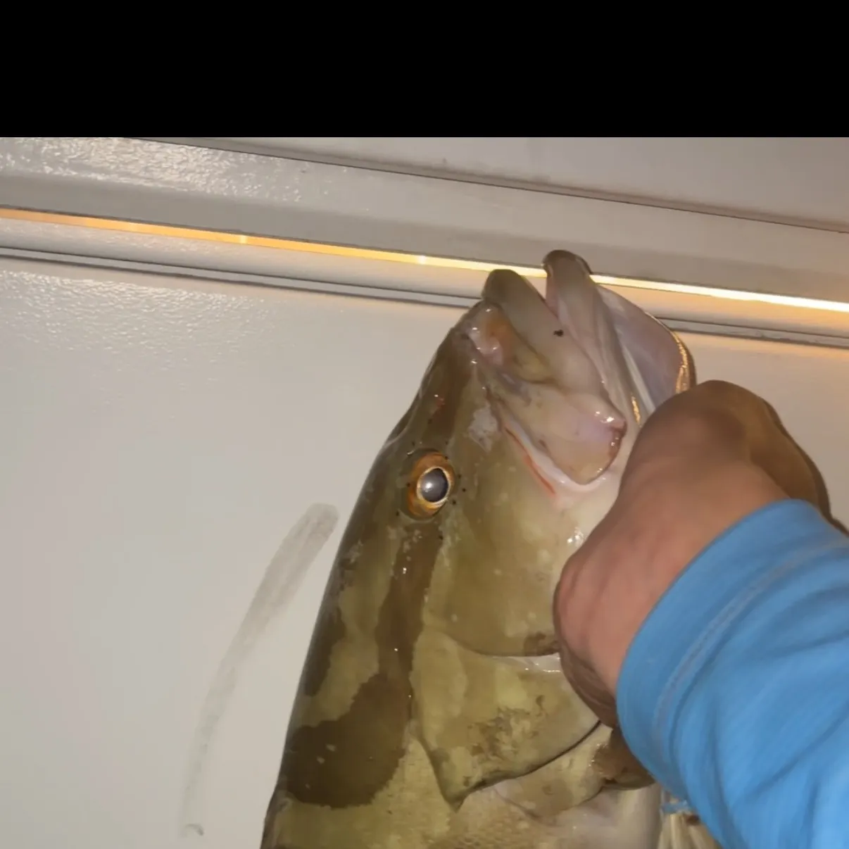 The most recent Nassau grouper catches on Fishbrain