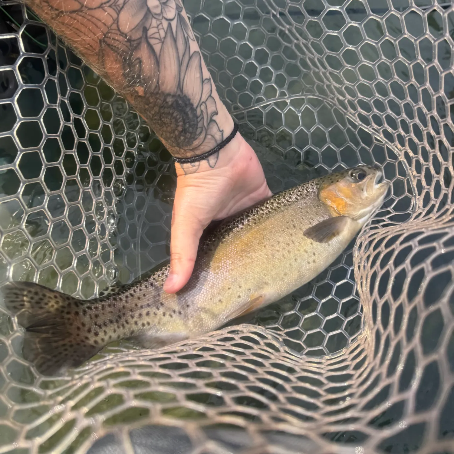 Rainbow trout caught on Fishbrain