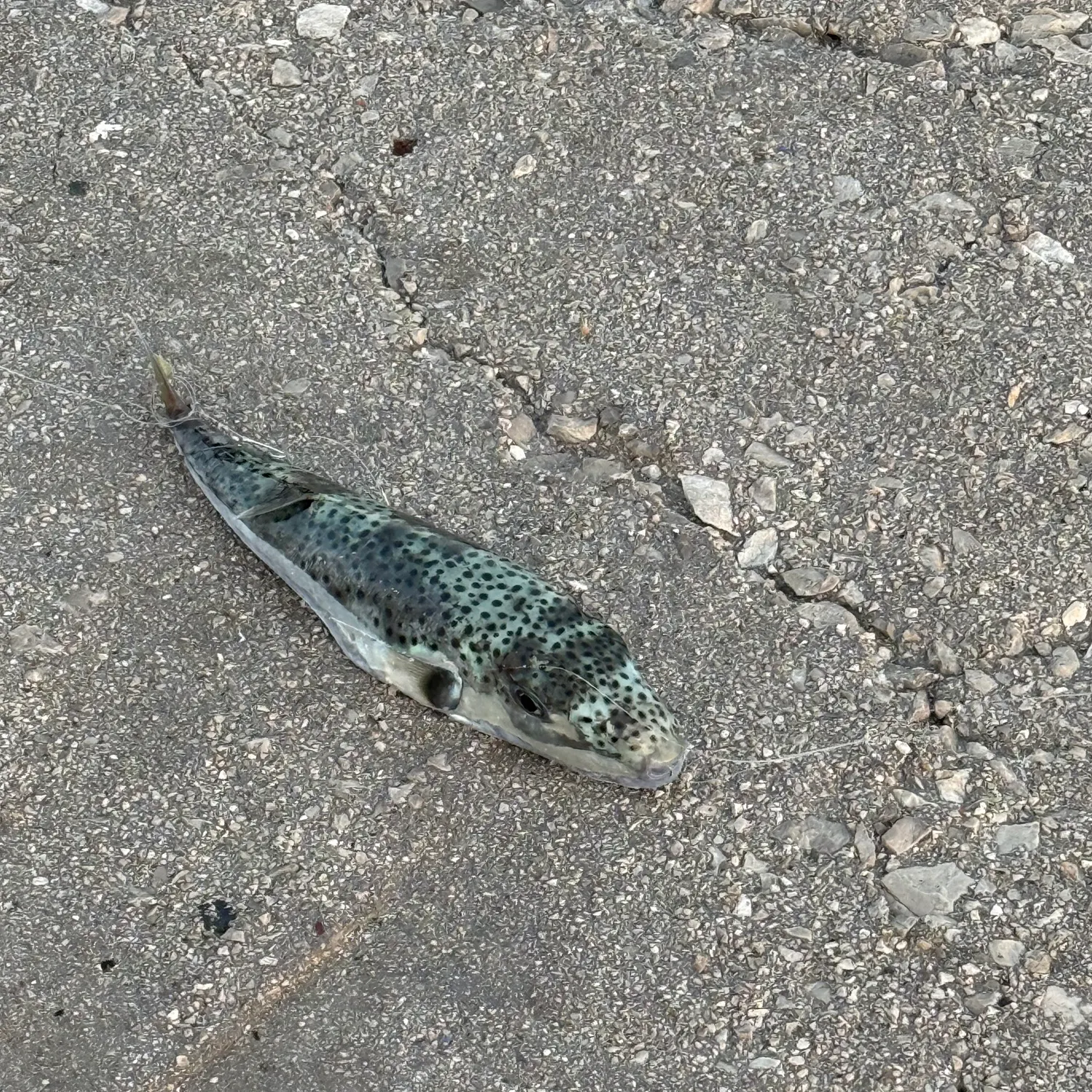 Fish caught on Fishbrain