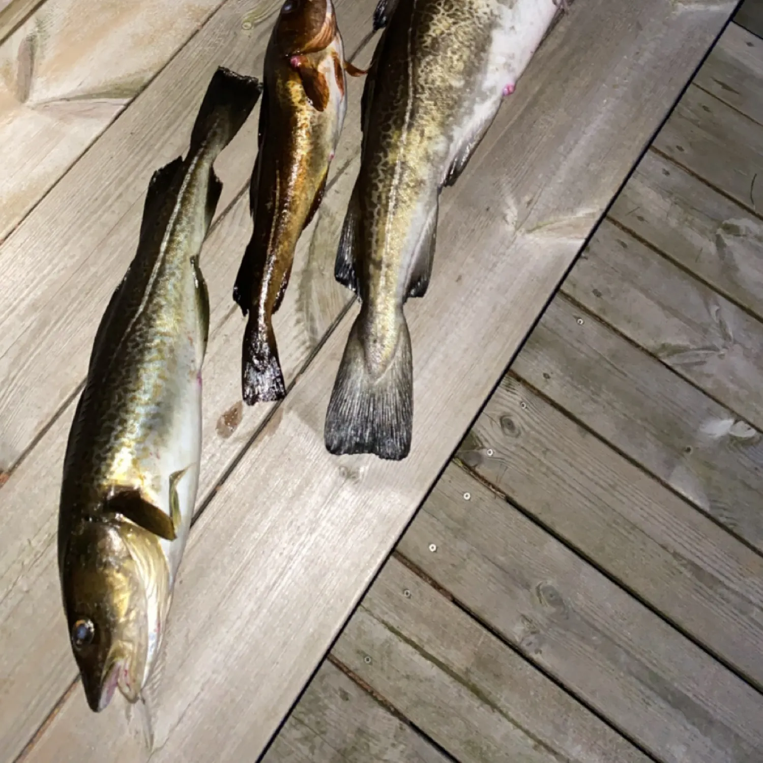 recently logged catches