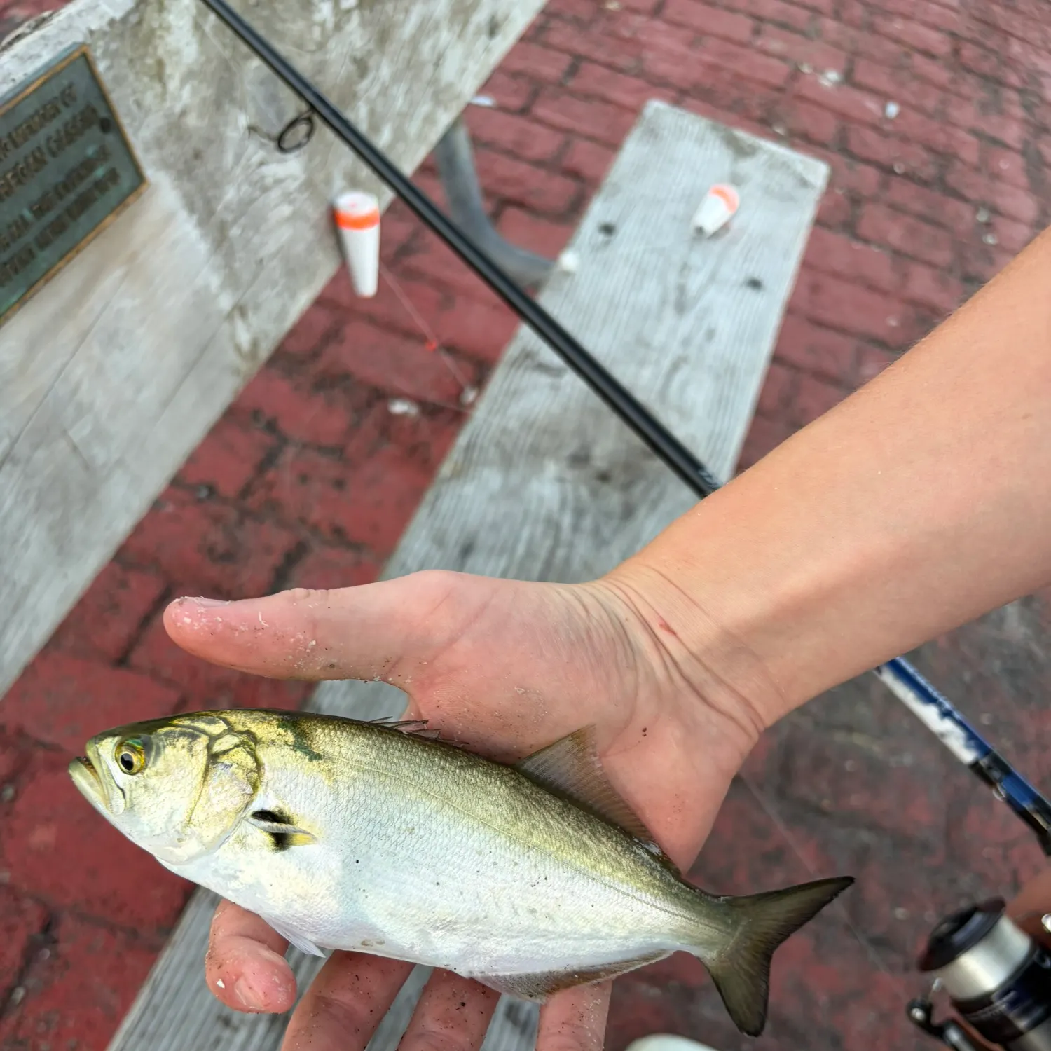 Bluefish caught on Fishbrain