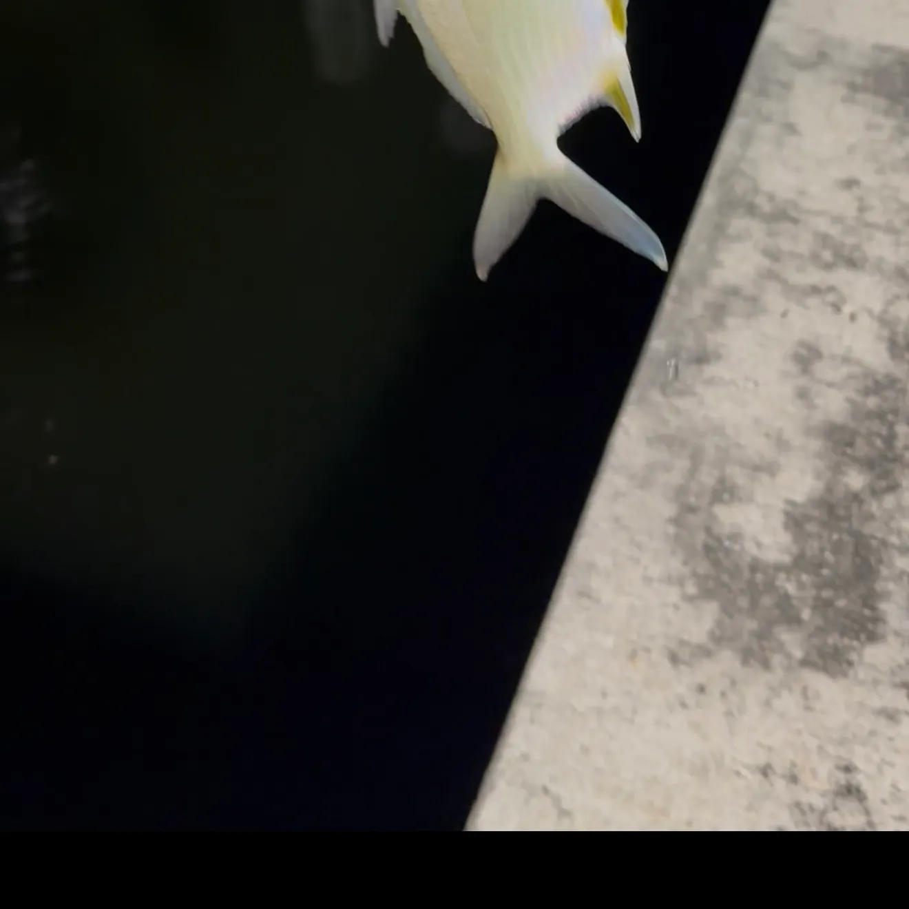 Florida pompano caught on Fishbrain
