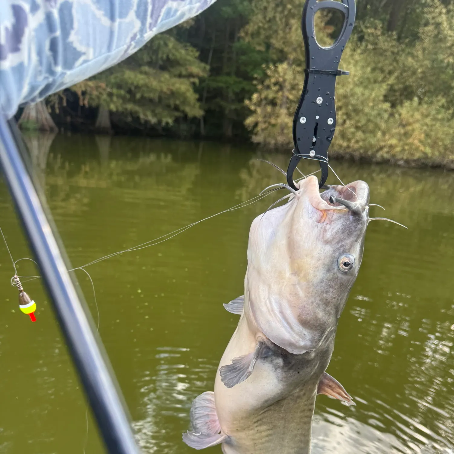 Channel catfish caught on Fishbrain