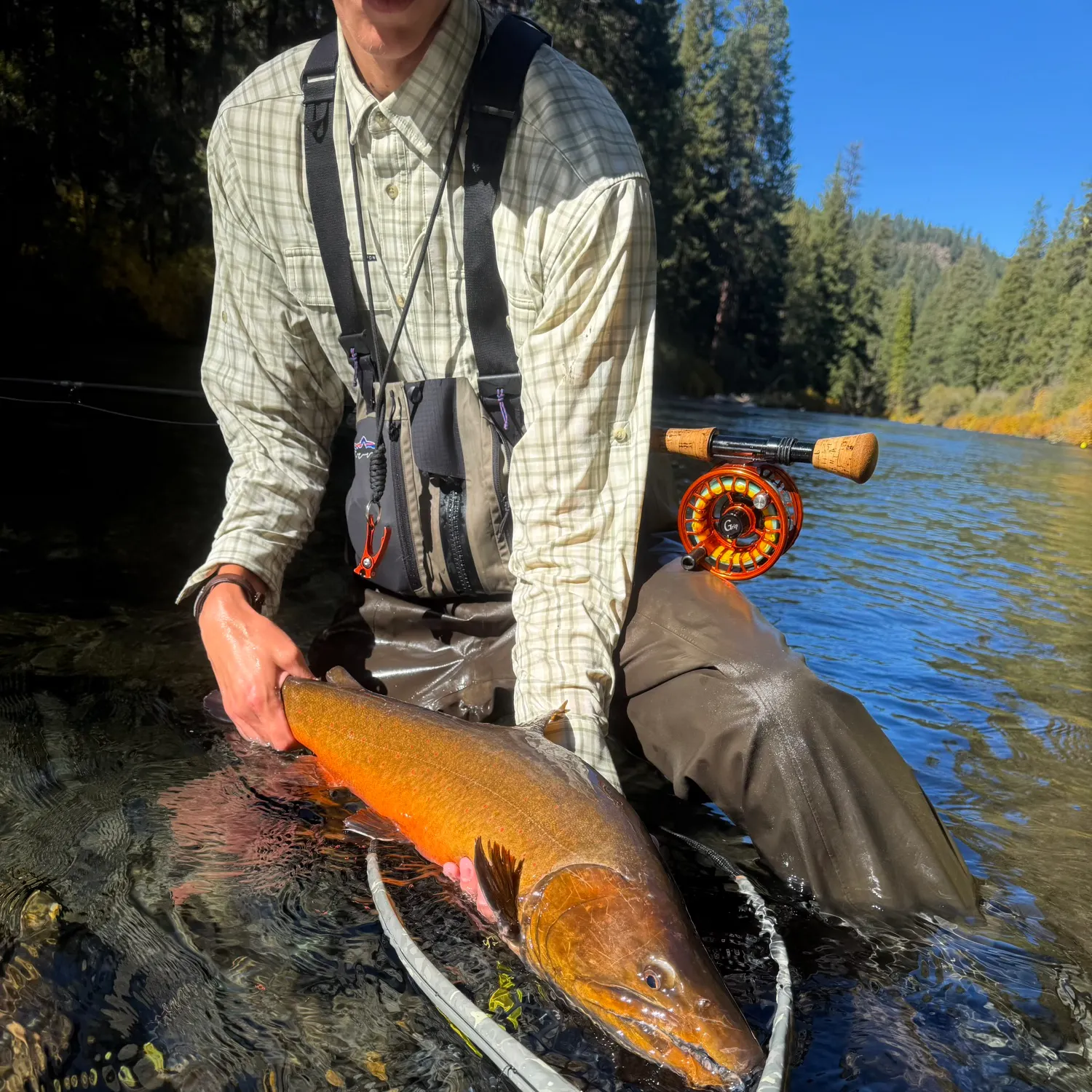 Bull trout caught on Fishbrain
