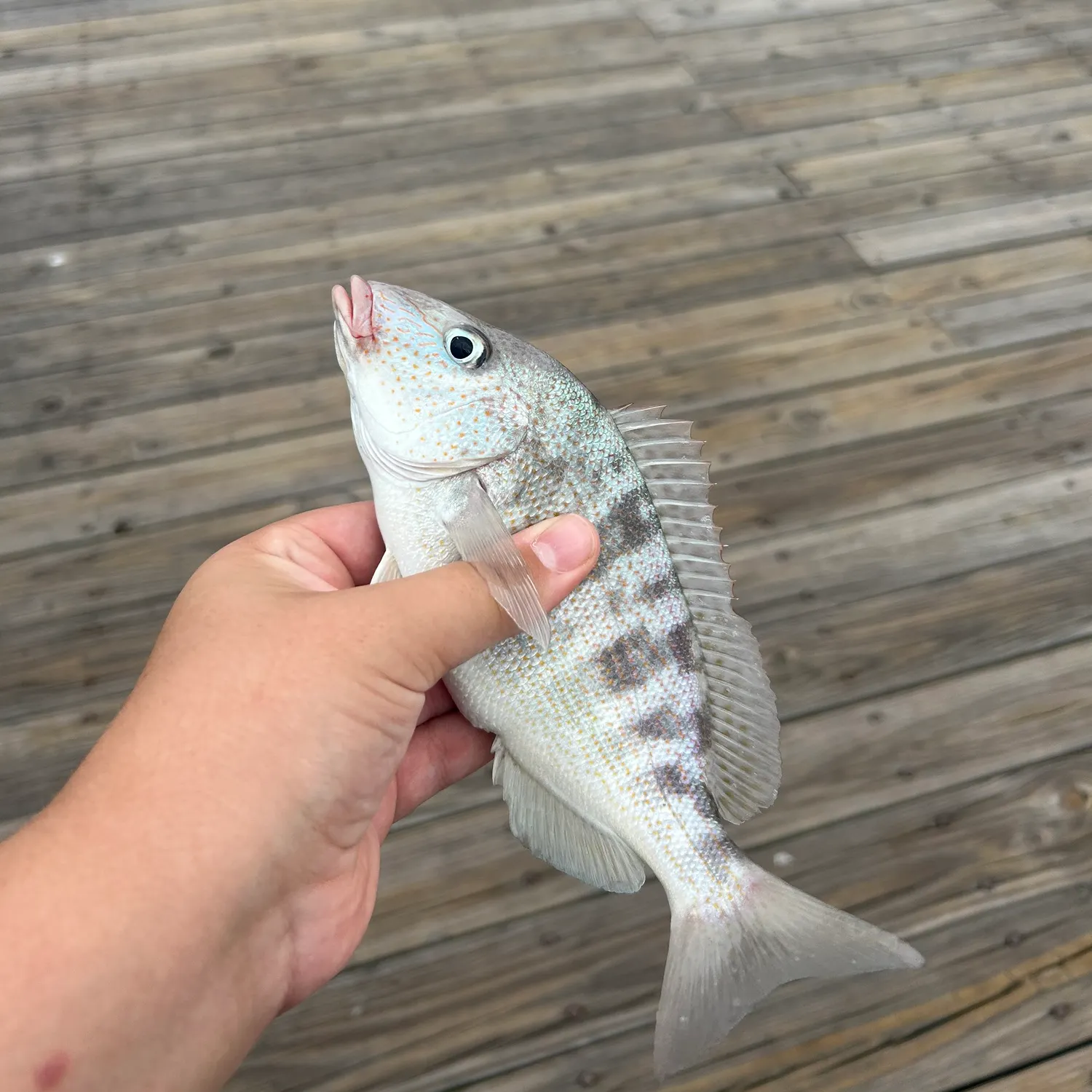 Pigfish caught on Fishbrain