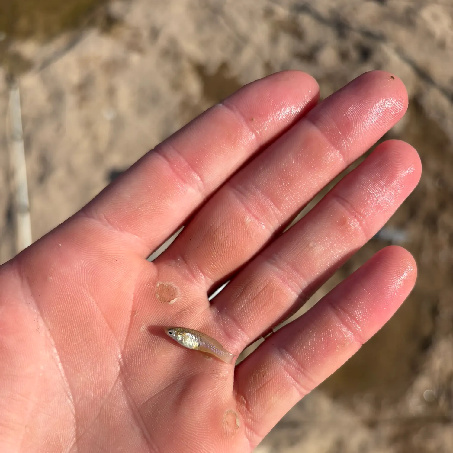 The most recent Brassy minnow catches on Fishbrain