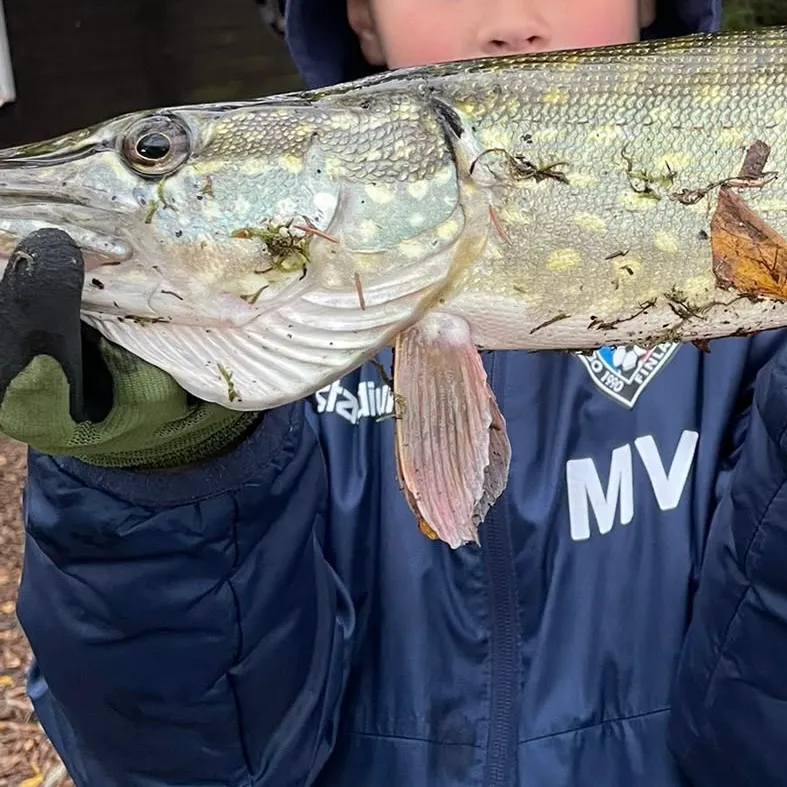 Northern pike caught on Fishbrain