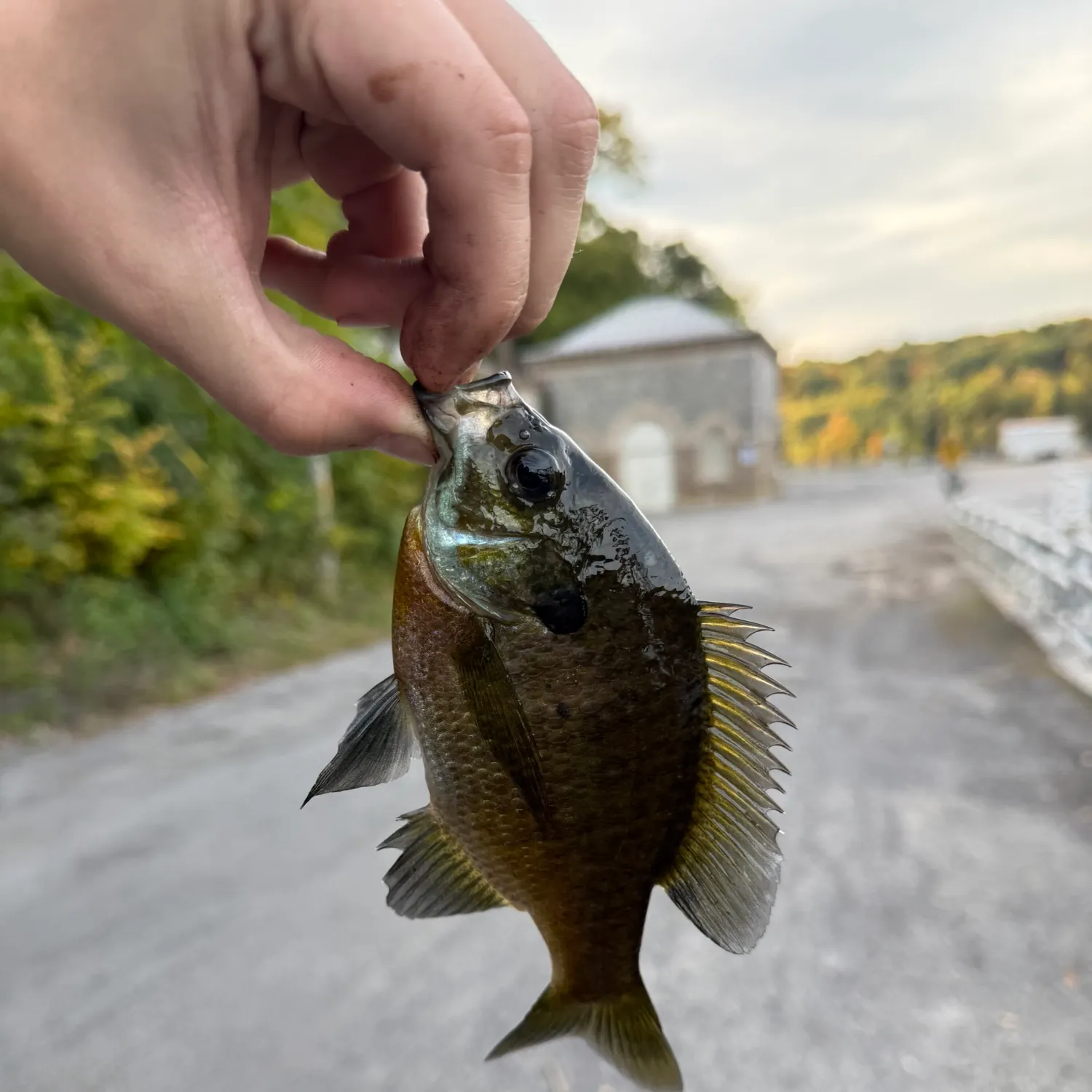 Bluegill caught on Fishbrain