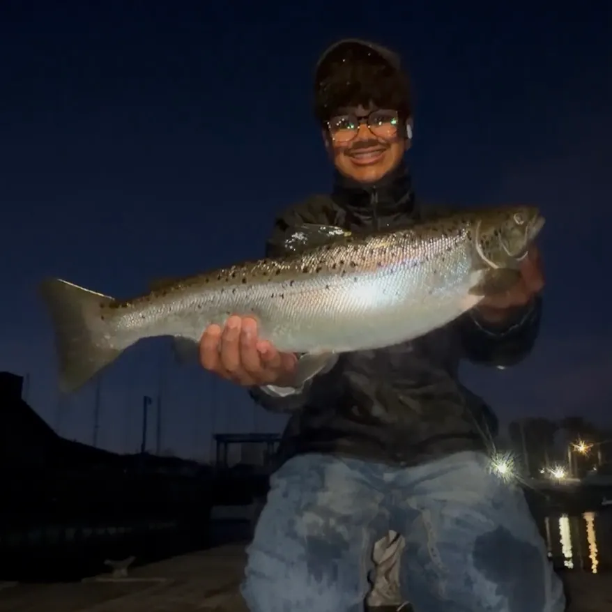 Landlocked atlantic salmon caught on Fishbrain