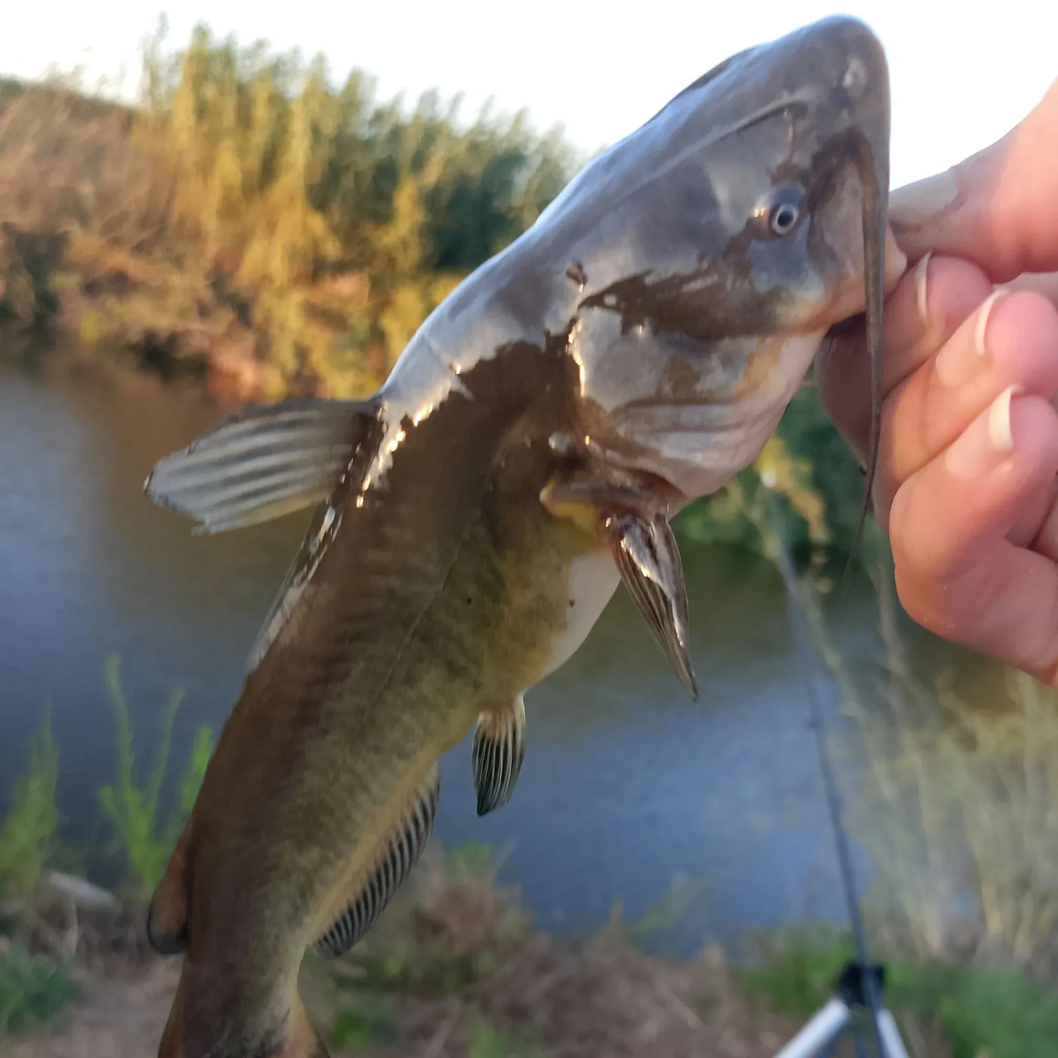Black bullhead caught on Fishbrain