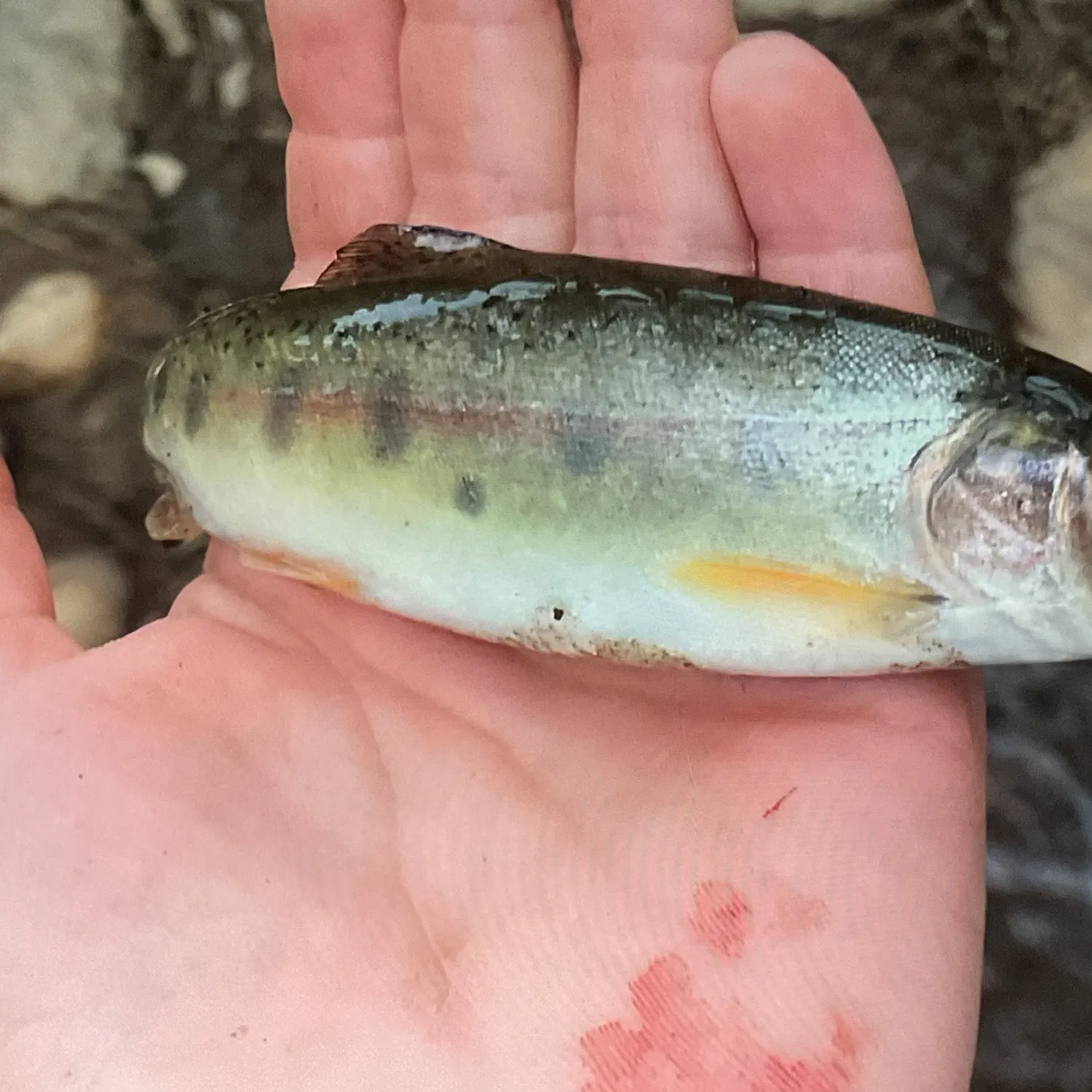 Rainbow trout caught on Fishbrain