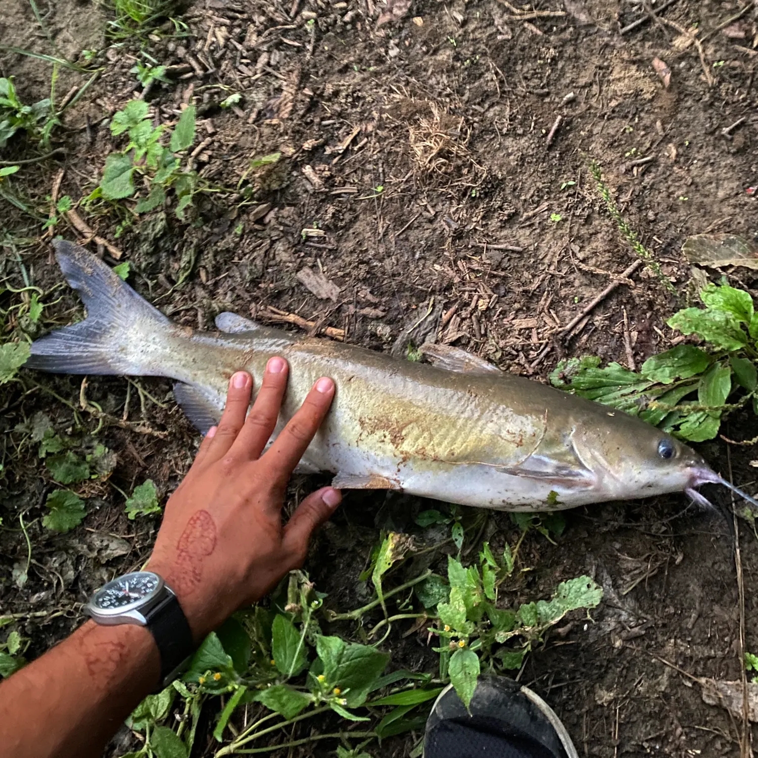catch