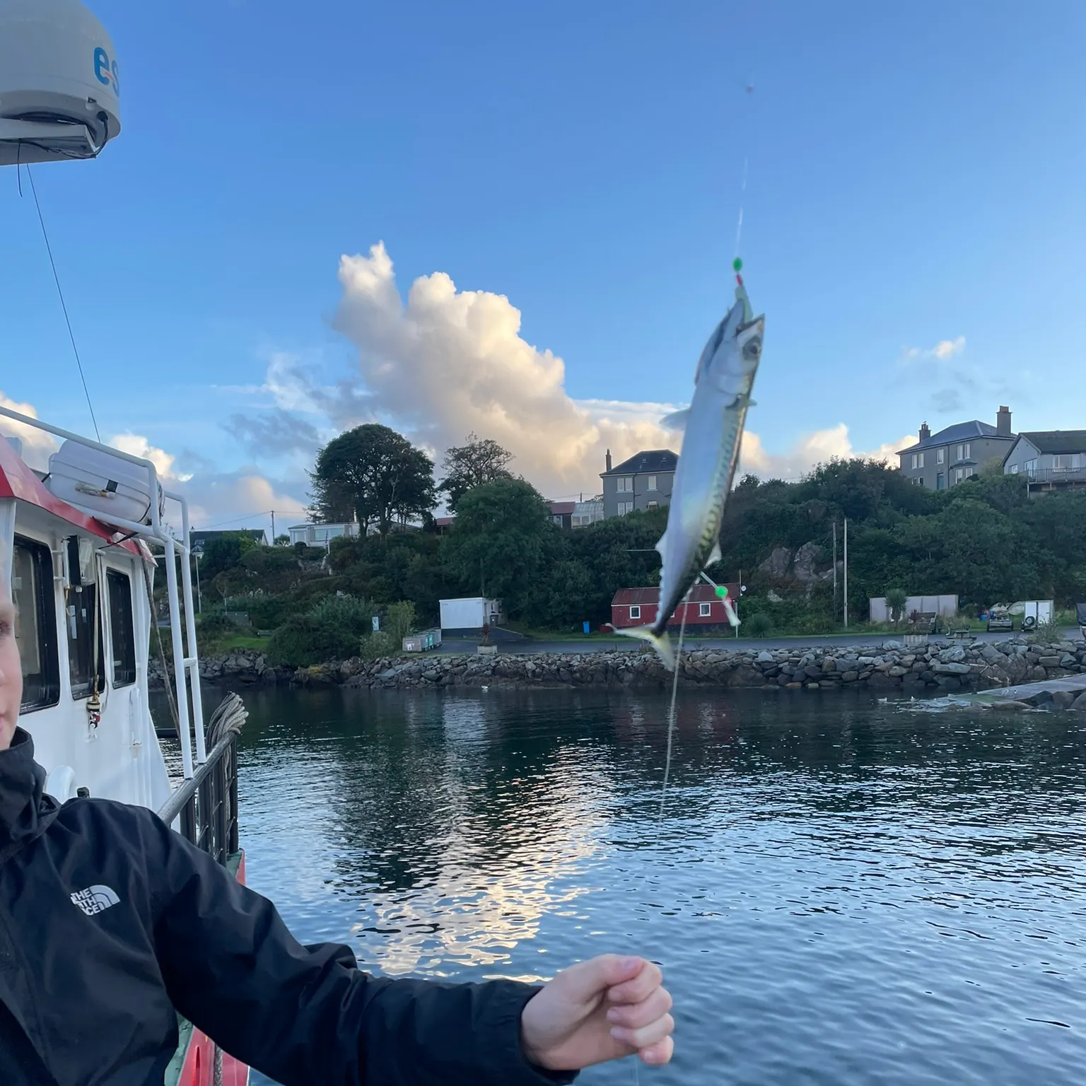 The most recent Atlantic mackerel catches on Fishbrain