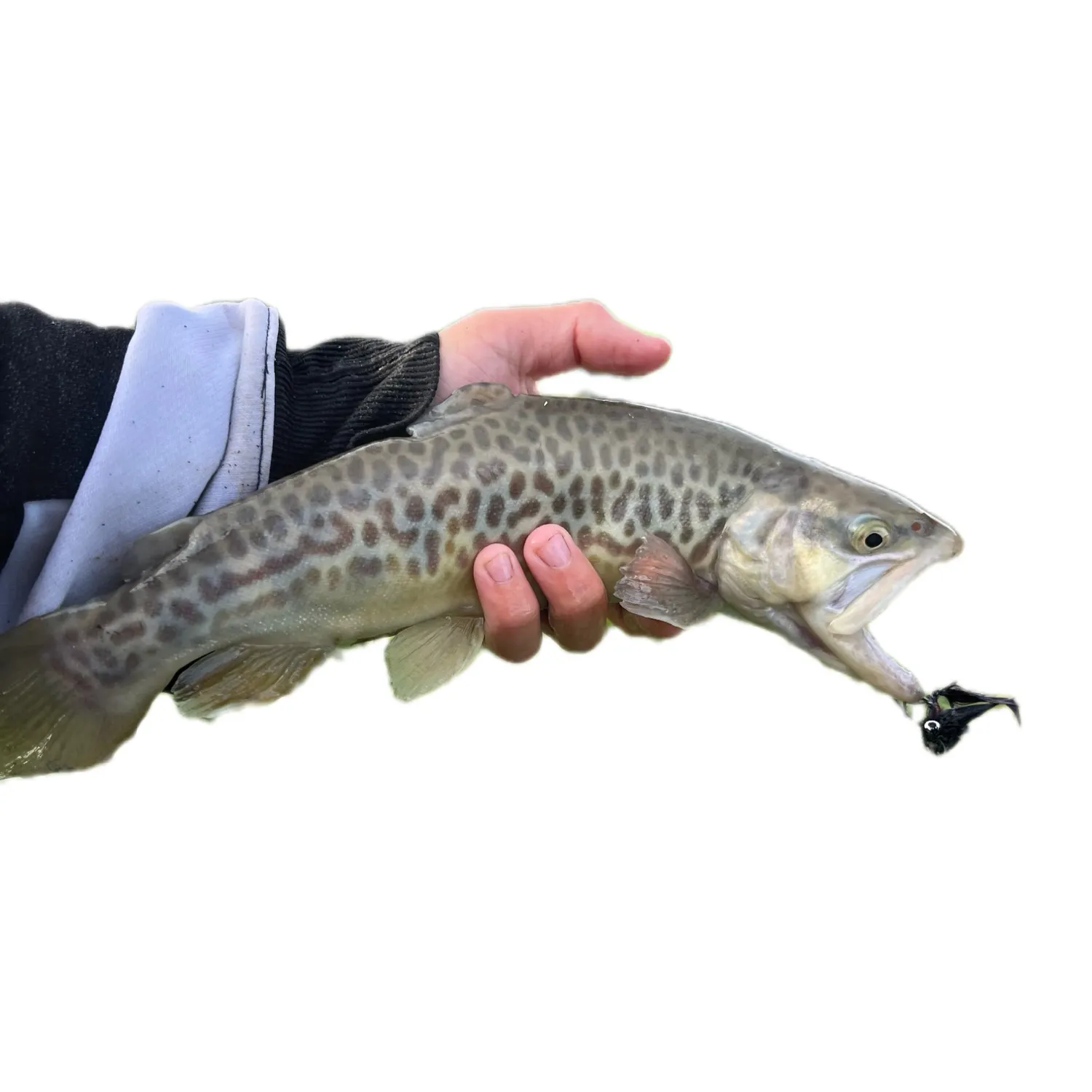 Tiger trout caught on Fishbrain