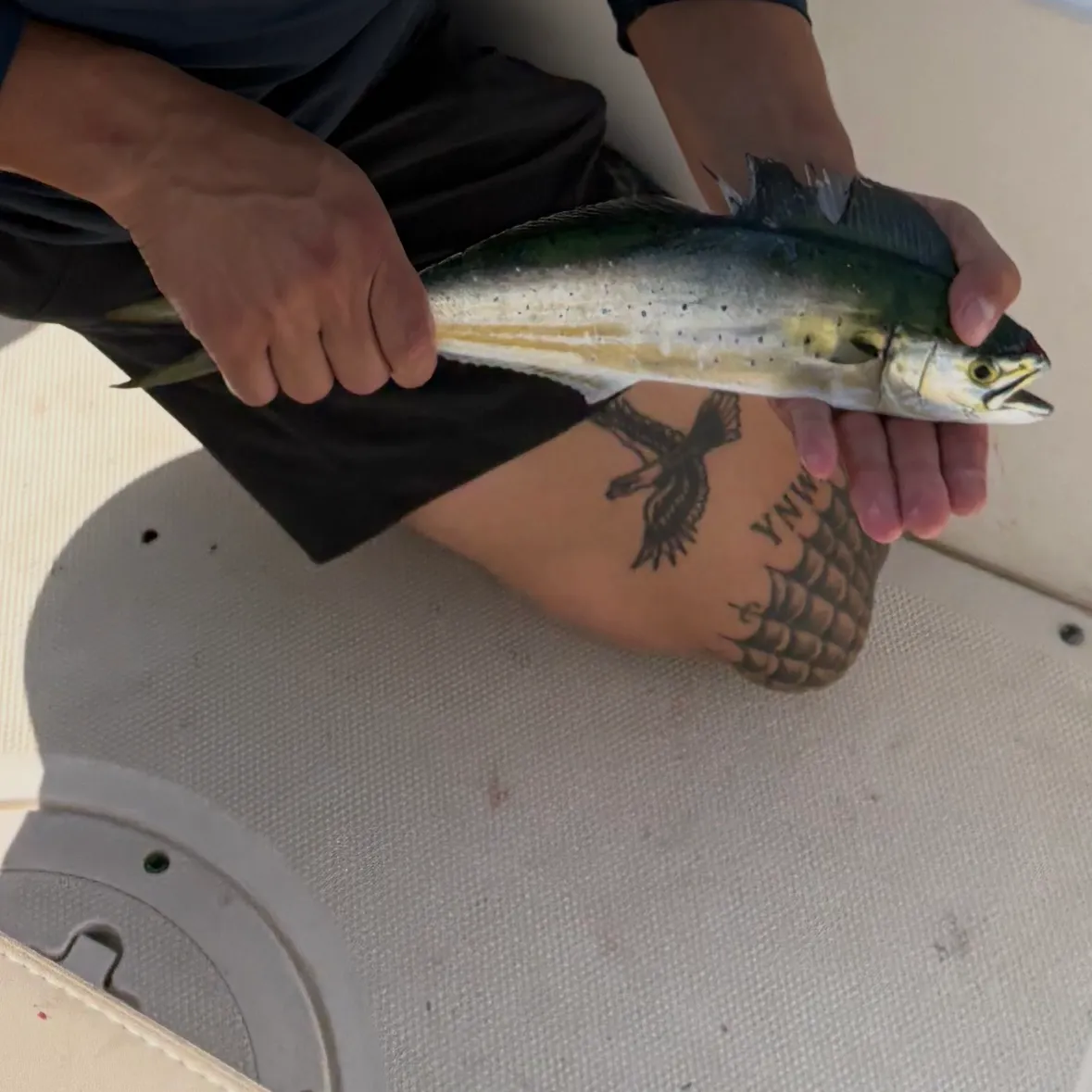 Common dolphinfish caught on Fishbrain