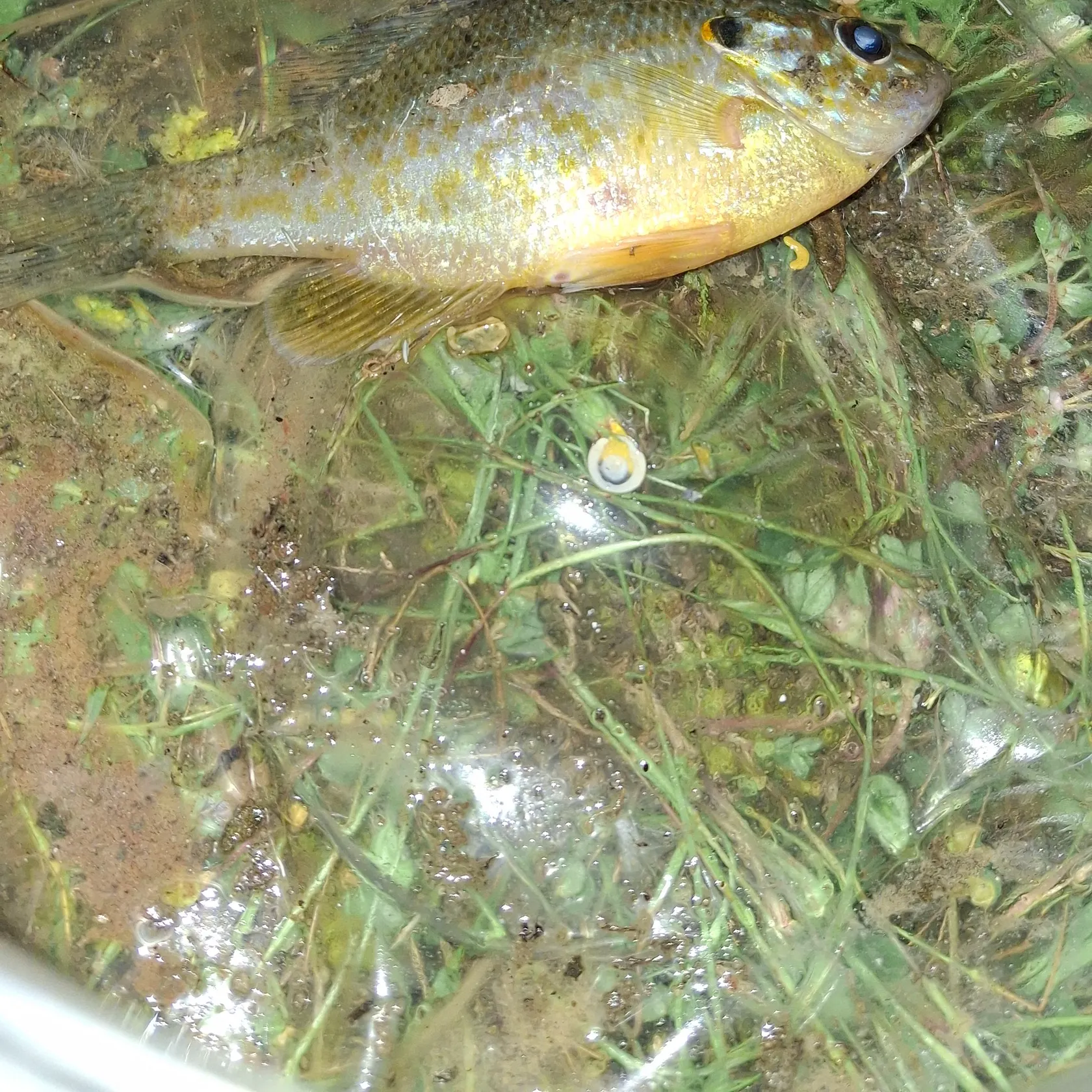 The most recent Redear sunfish catches on Fishbrain