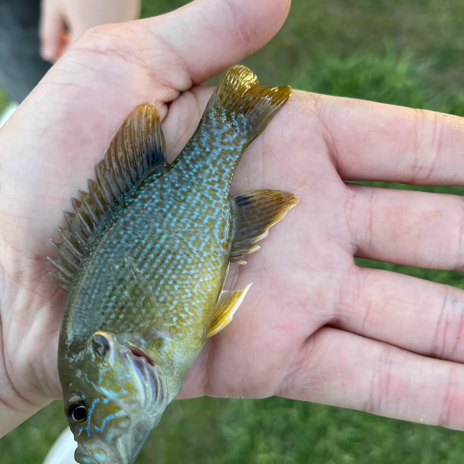 Green sunfish caught on Fishbrain