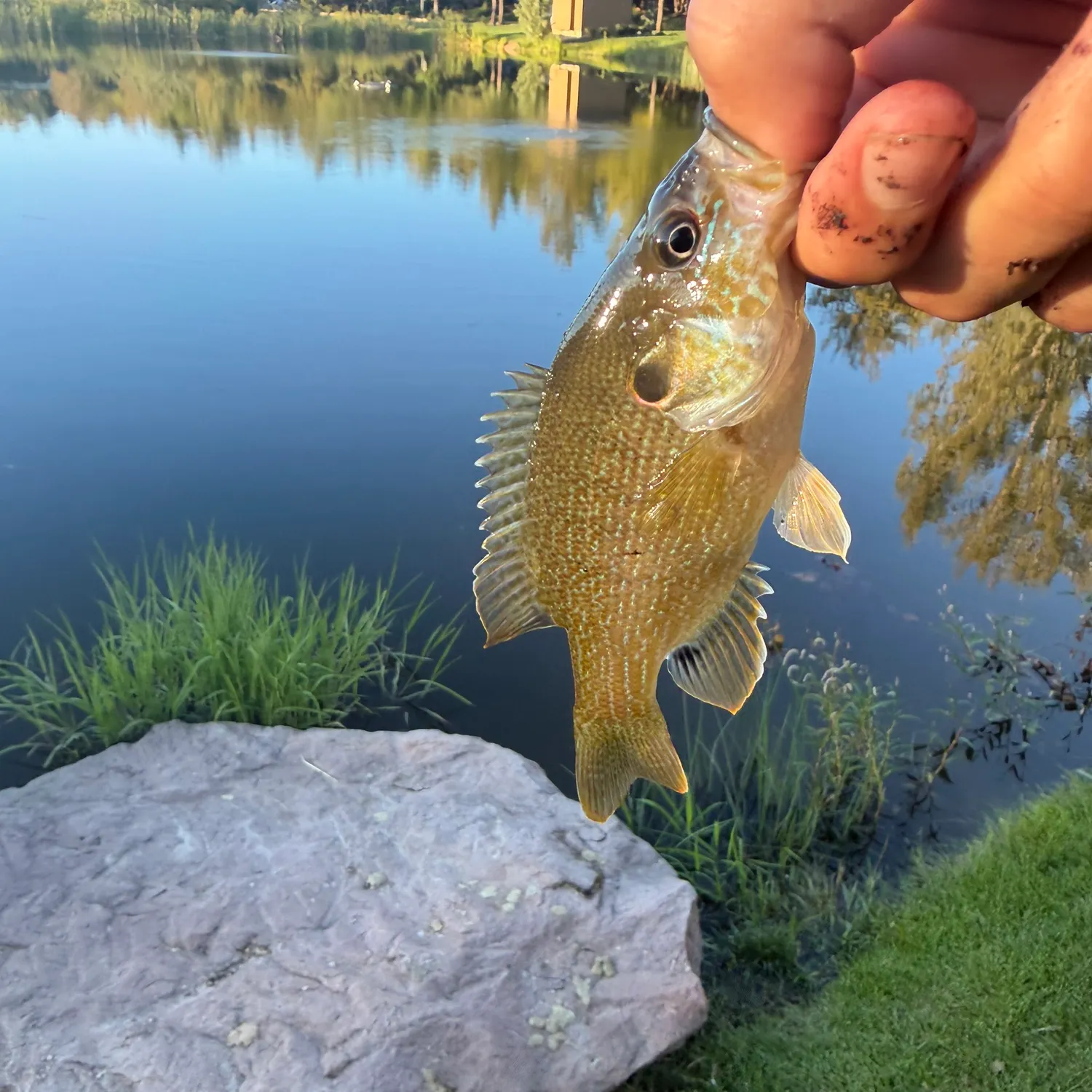 Green sunfish caught on Fishbrain