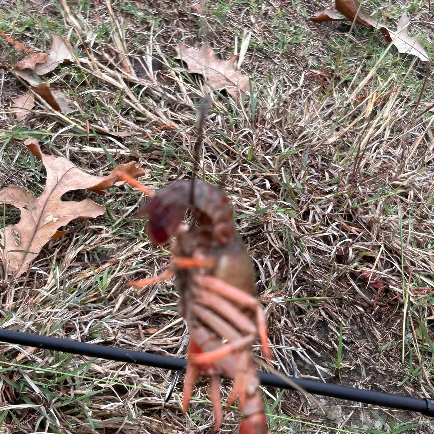 The most recent Red swamp crayfish catches on Fishbrain