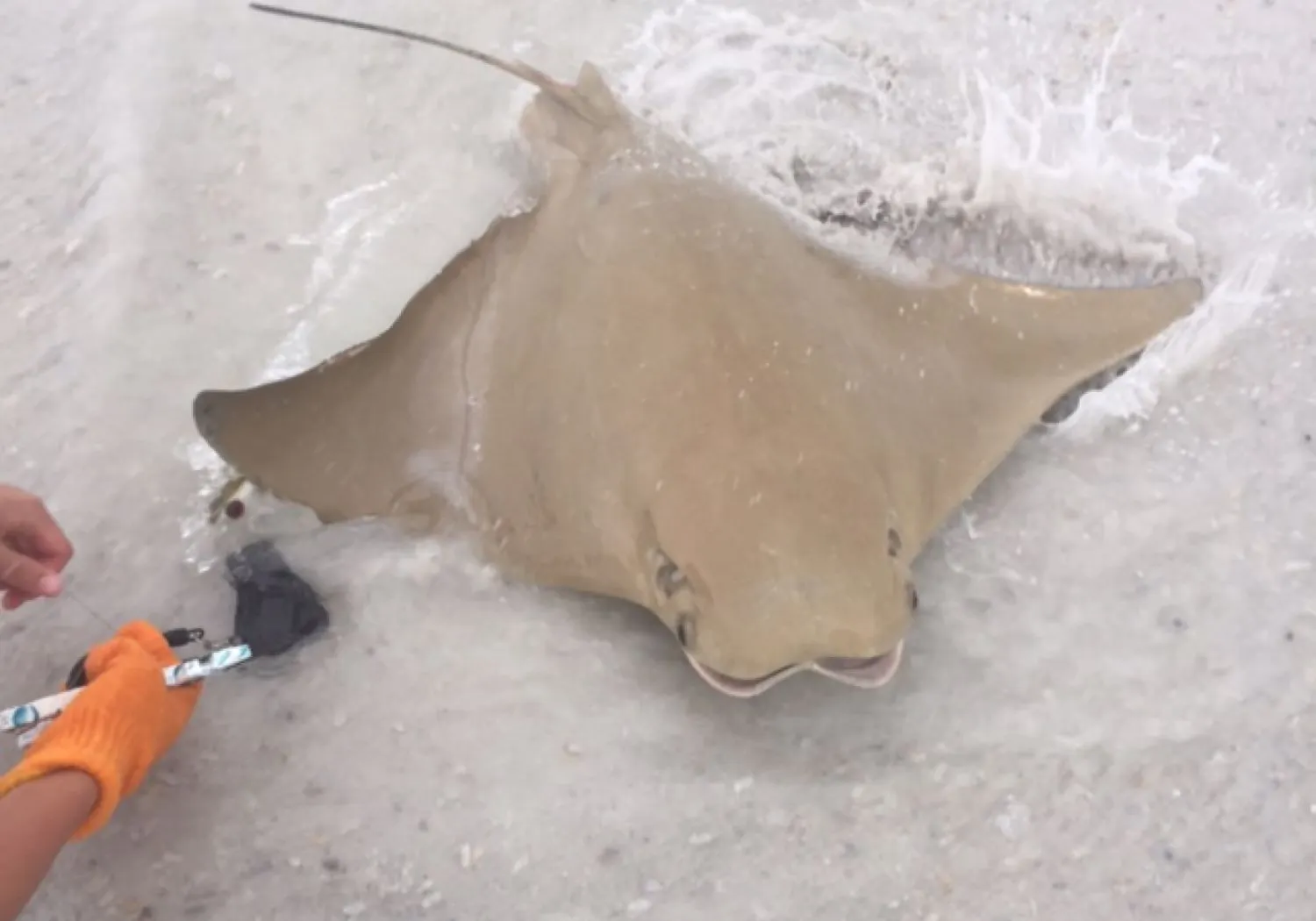 Cownose Ray