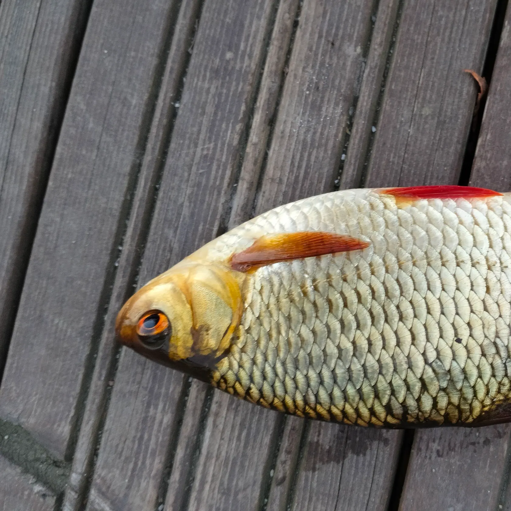 Common rudd caught on Fishbrain