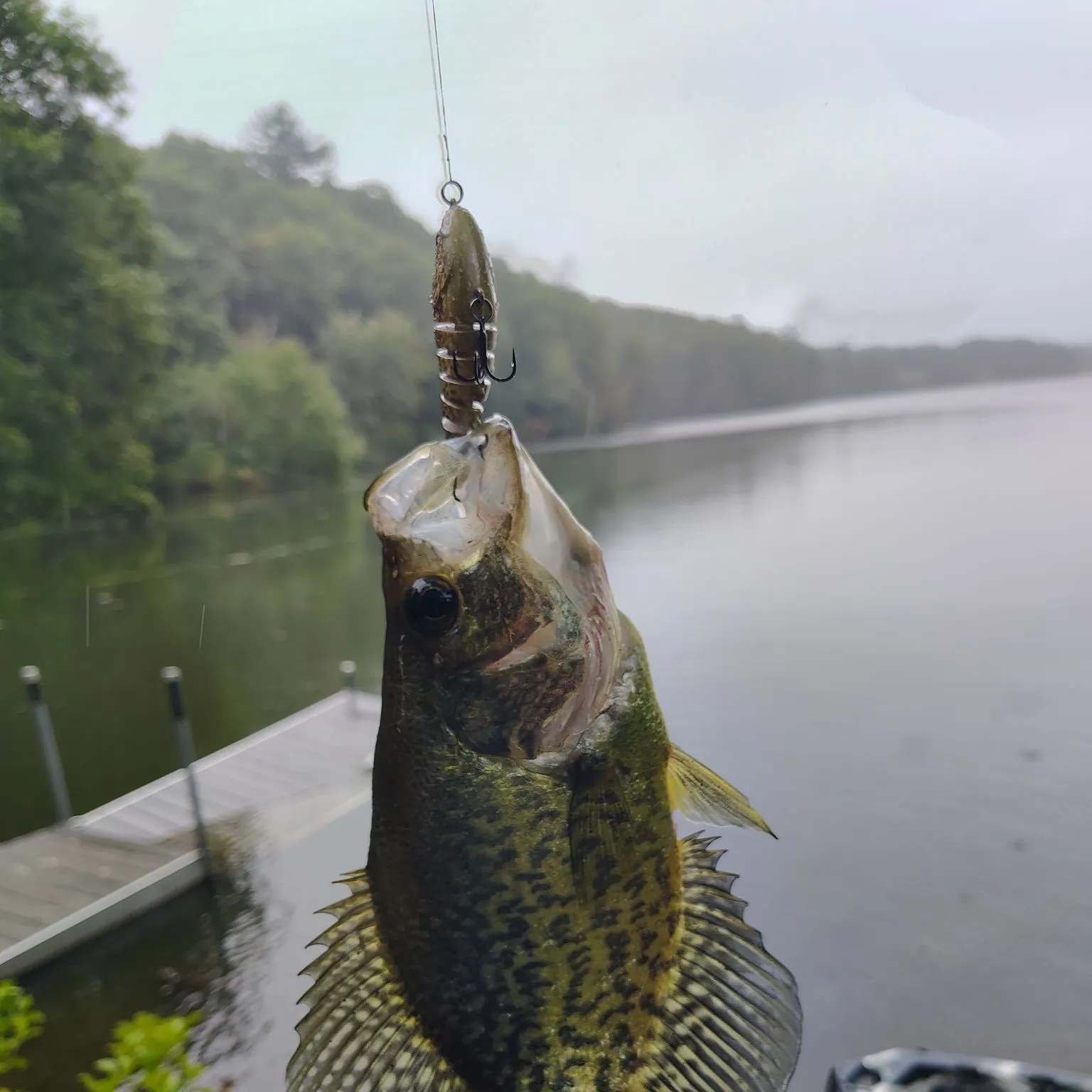 Black crappie caught on Fishbrain