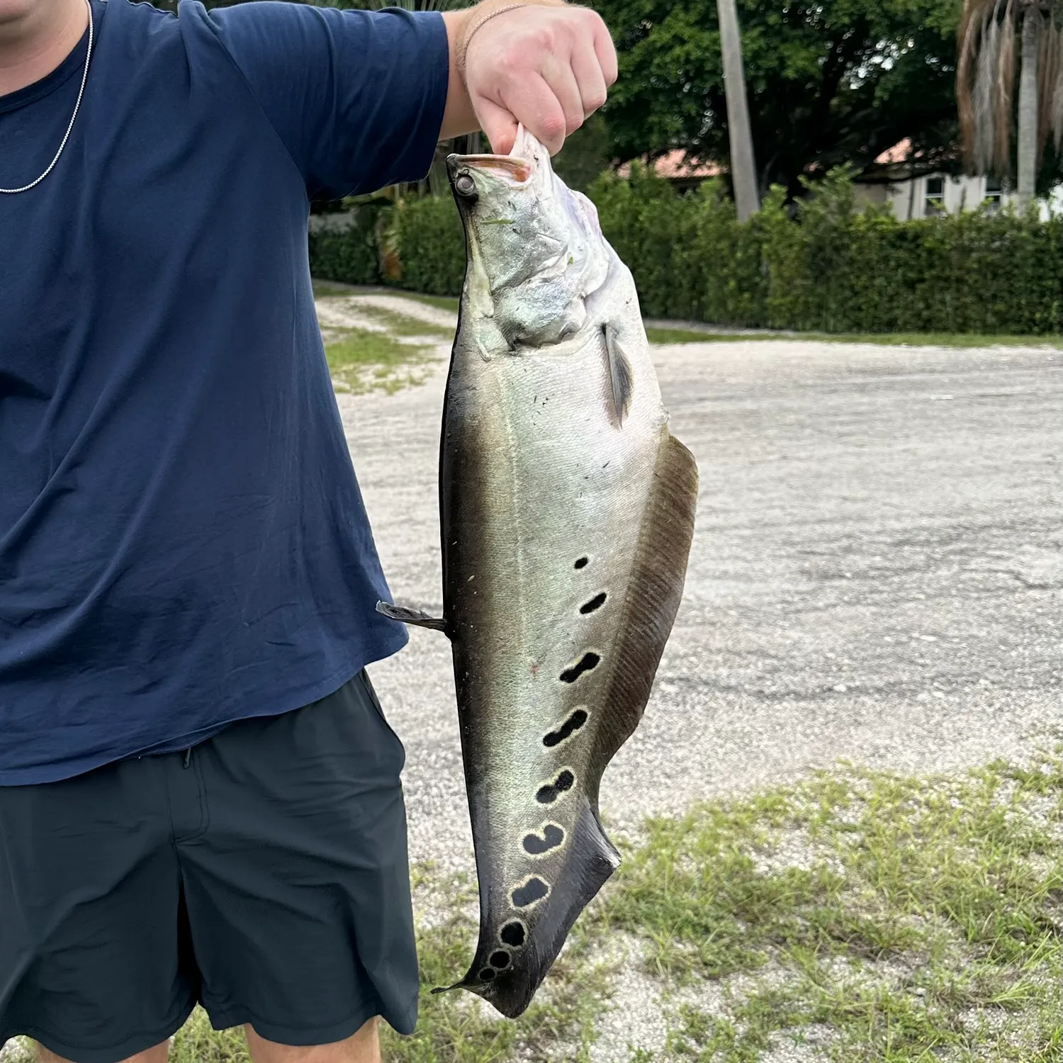 The most recent Clown knifefish catches on Fishbrain