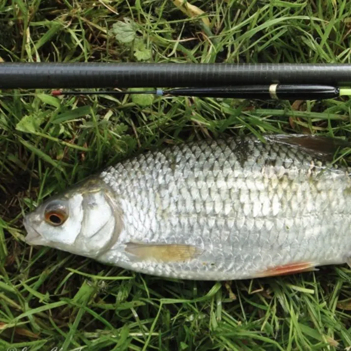 Common roach caught on Fishbrain