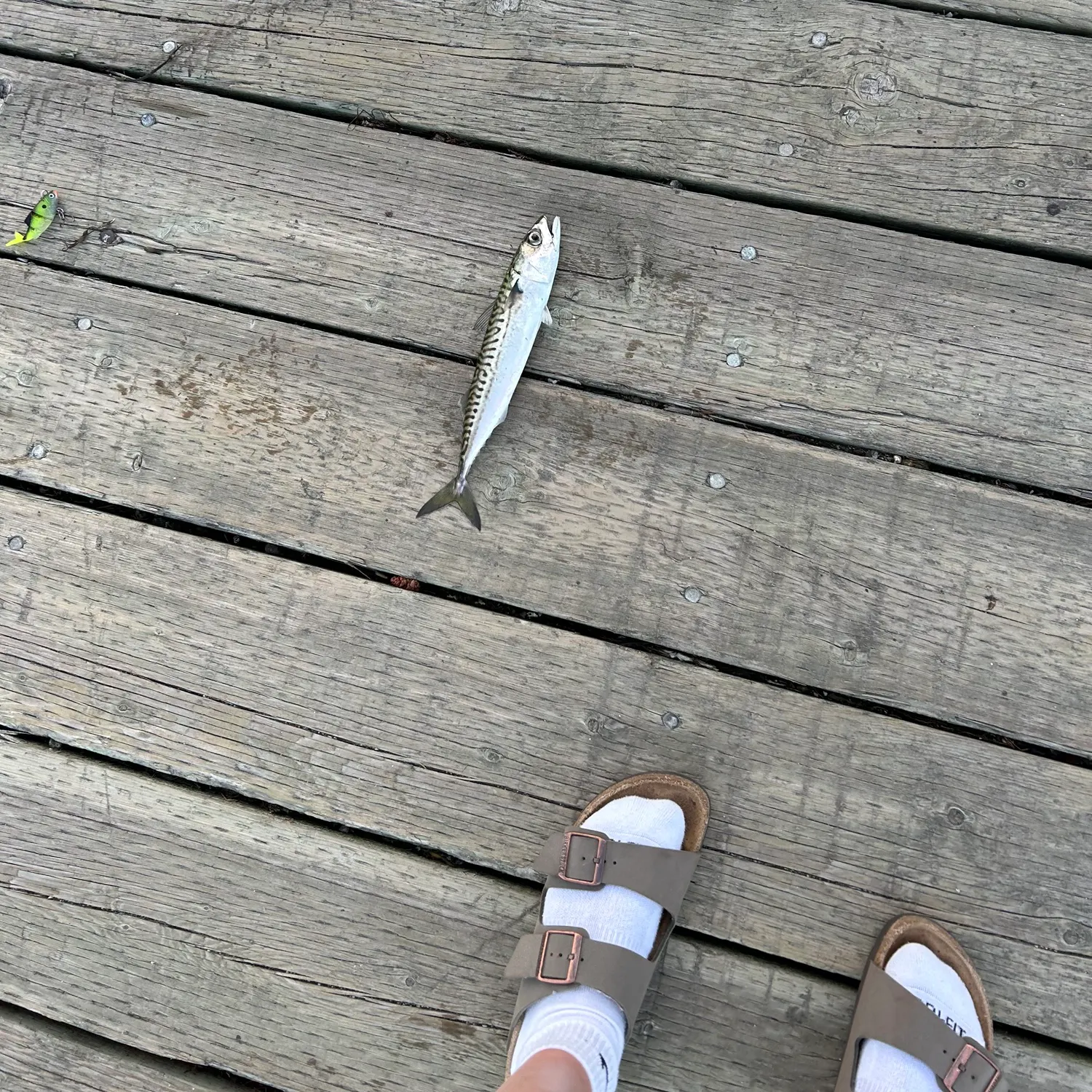 Atlantic mackerel caught on Fishbrain