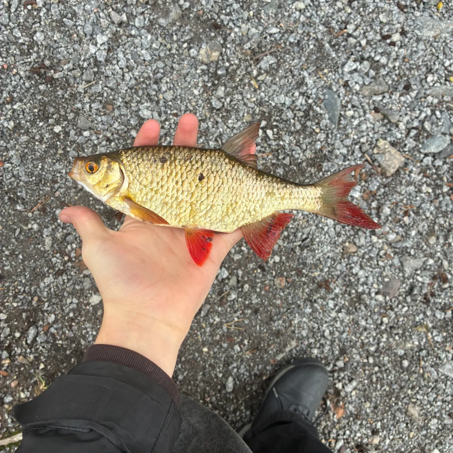 Common rudd caught on Fishbrain